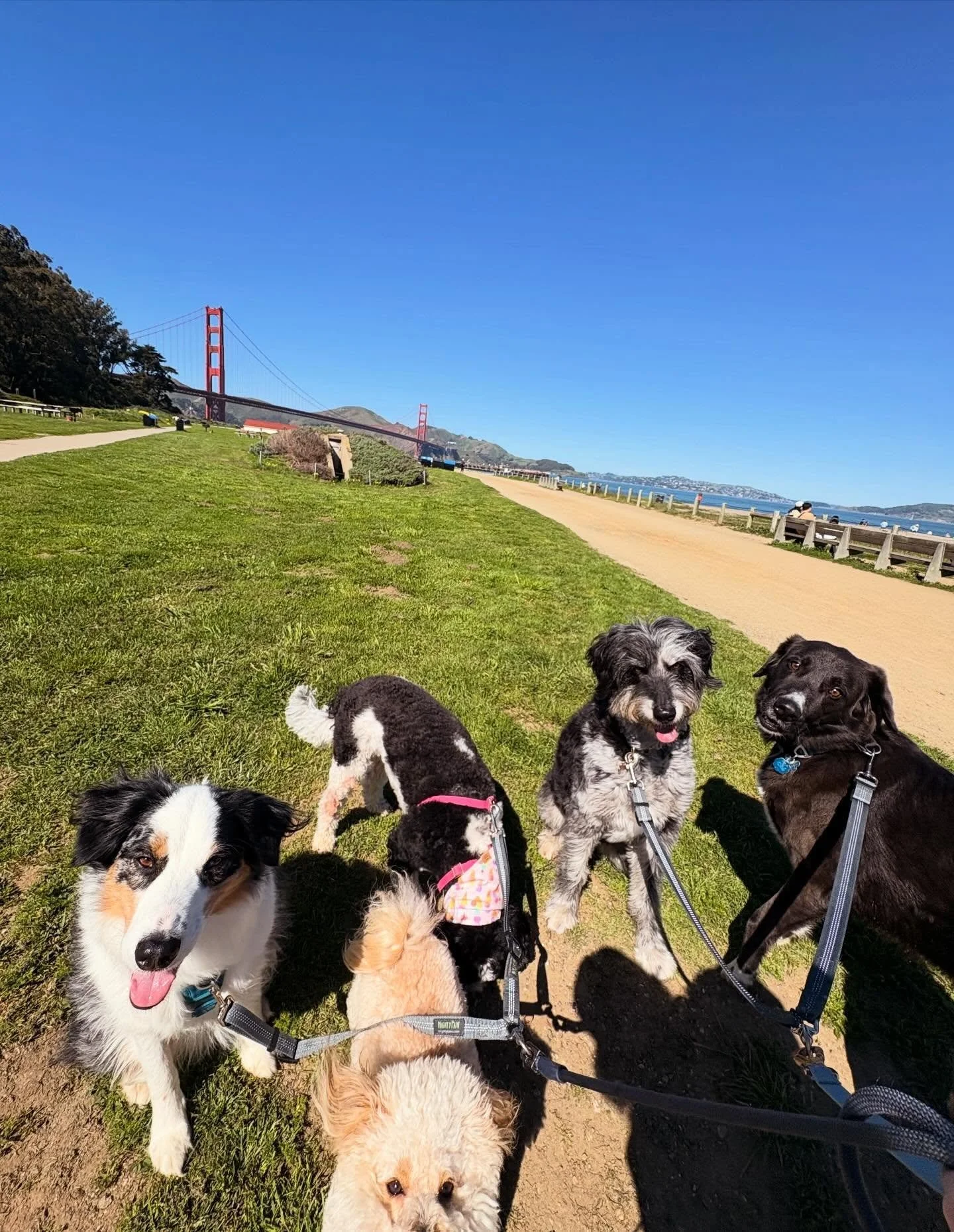 🐾☀️ this weather has made it impossible to stay inside with the crew! Part of daycare is an hour group walk, and sometimes we take a field trip for it! I have a strict on leash policy, and no former group walk training is needed! Come on over and ex