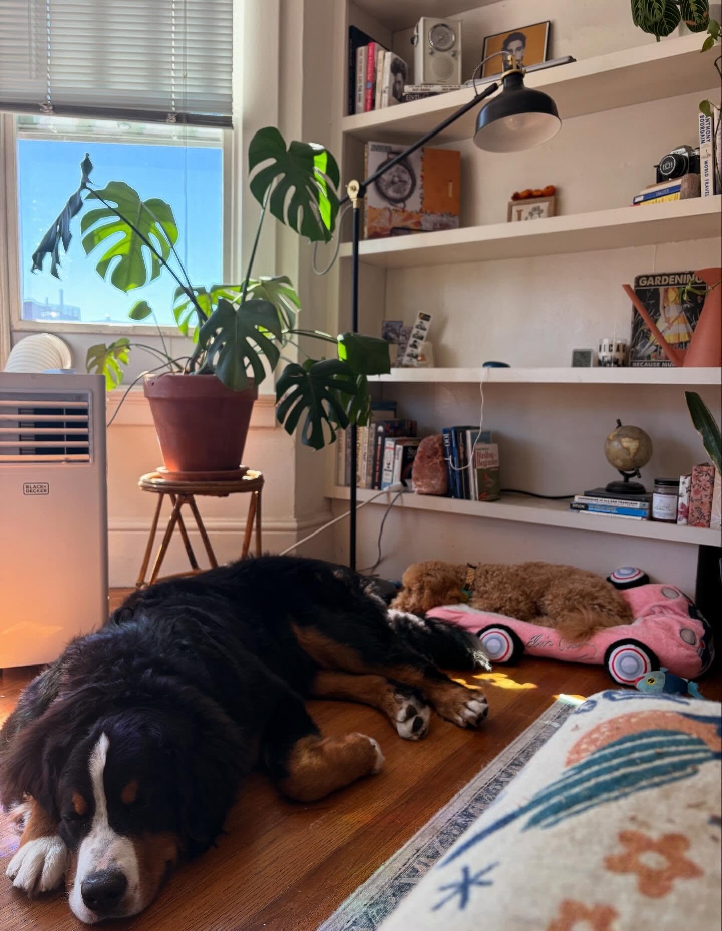 Why do I have a feeling they&rsquo;re only using me for my AC?? 👀🤣🥶