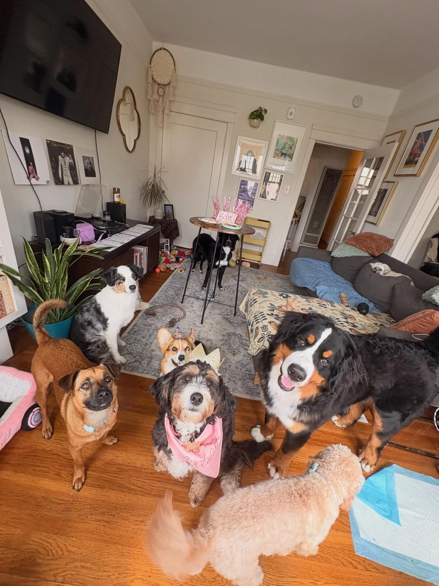 🐾🥳 Happy Birthday to my sweet galfriend, Books! Birthdays are my favorite here at FP! Everyone feels so special and celebrated! We love you Books! 🐾🥳