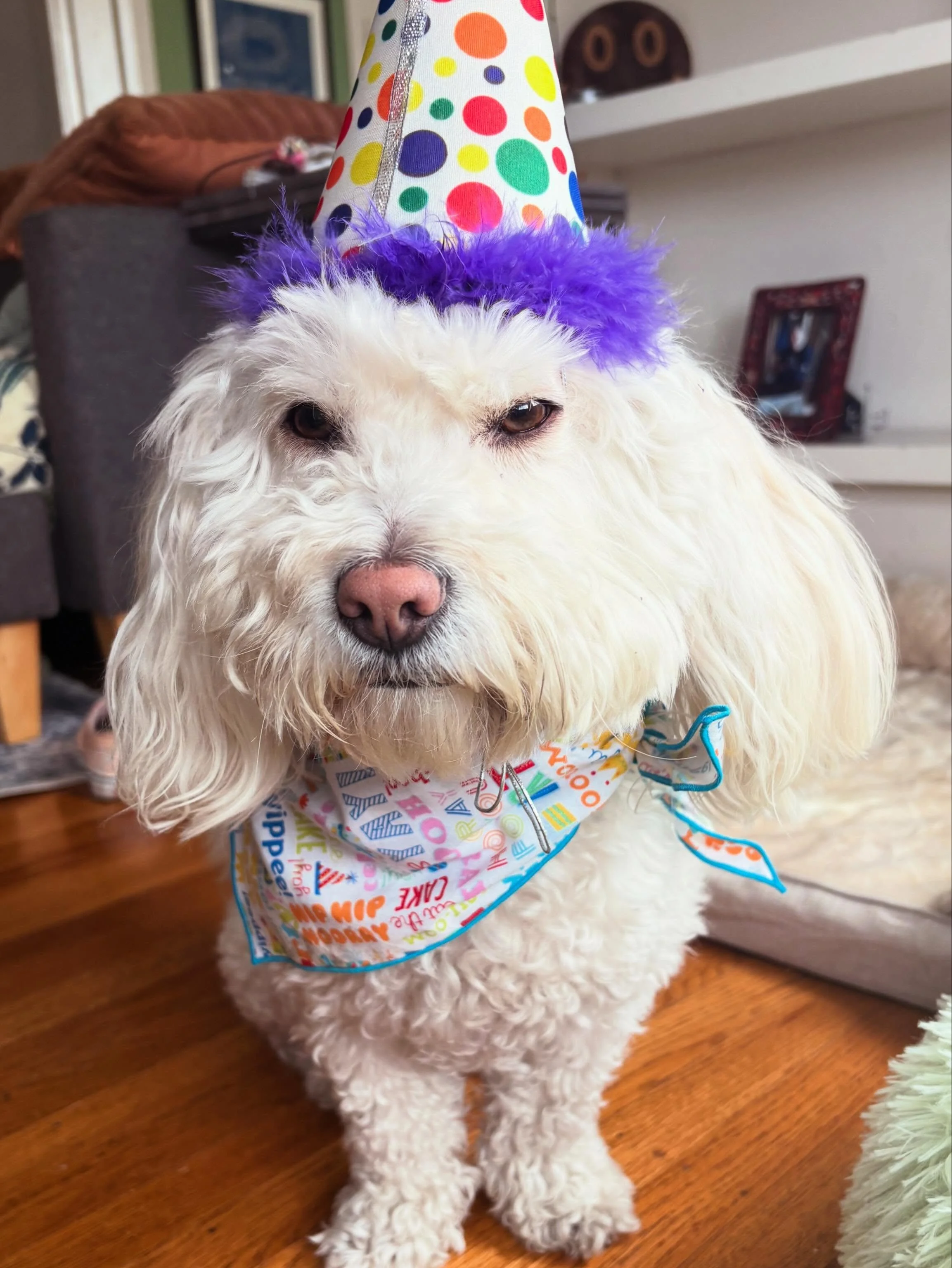 Today we Celebrated Mr. Pluto&rsquo;s birthday, which is tomorrow! I have so many friends with birthdays this month! And I am so excited! This is the second birthday that I have been lucky enough to spend with Mr. Pluto, and he has been with me from 