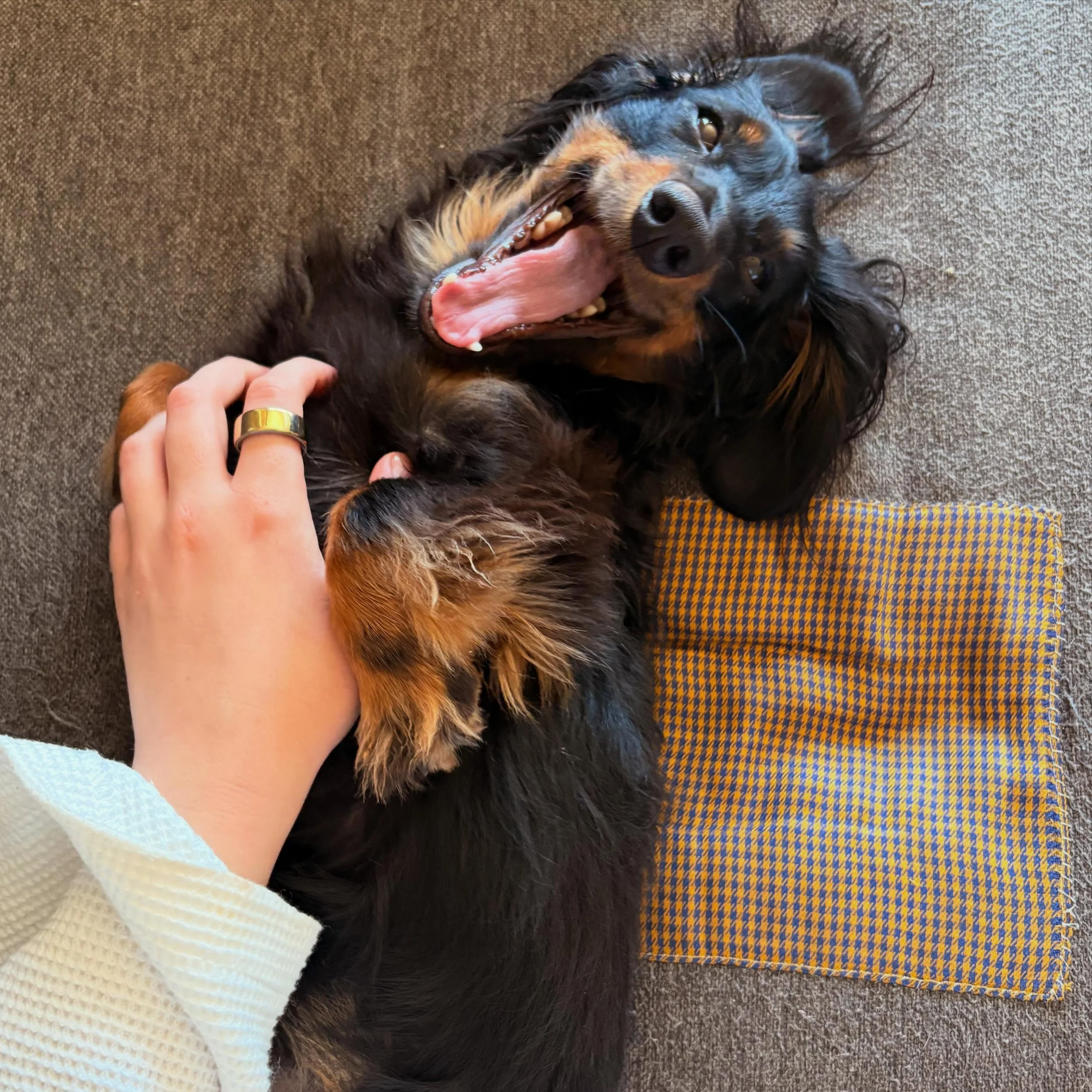 Monday Vibes 😴🥱 

The summer slam is already in full swing! June and July are both filling up, so make sure you get your boarding request in before books are full! 😎☀️

#doggydaycare #dogsofinstagram #sanfrancisco