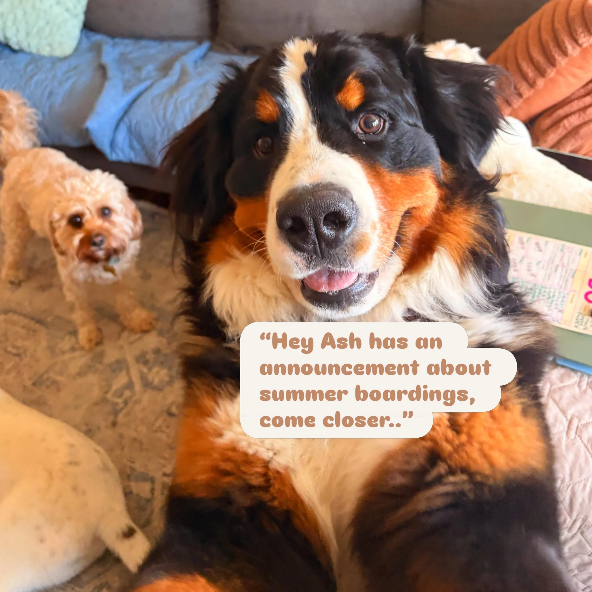 🐾 ☀️hello all my sweet friends! And thanks for the helping with the announcement @carlandjourney 🤣! Yes! Boarding requests are closed for the summer! We are filled to the brim! Please check back in August! I could potentially accommodate a short st