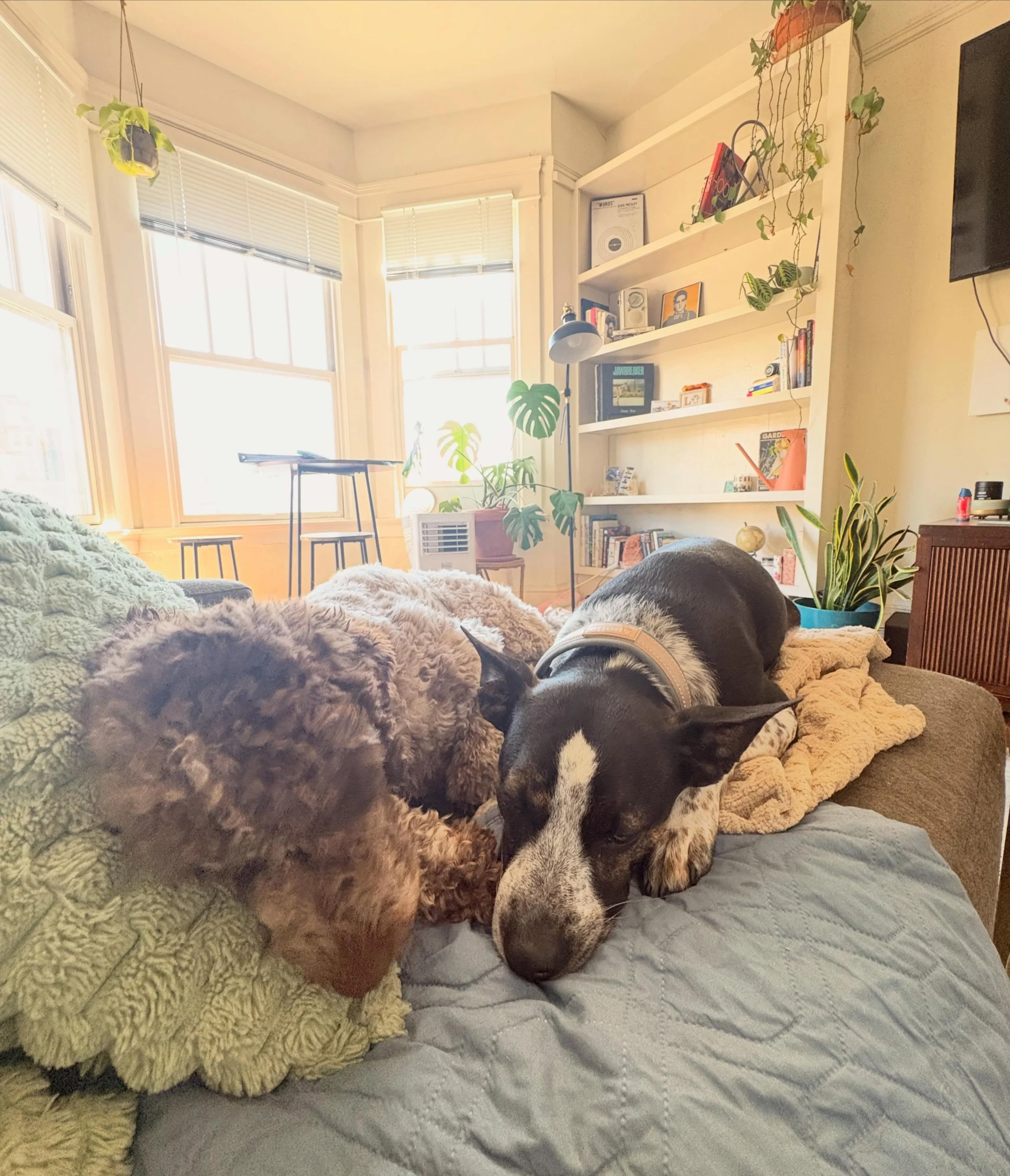 🐾🫶🏻😴 Sure, daycare is for playing,socializing and exercising! However, it&rsquo;s also very heart melting when I turn around and see a cuddle puddle! Believe it or not, we have enough room to monkey around while offering some peaceful spots to ta