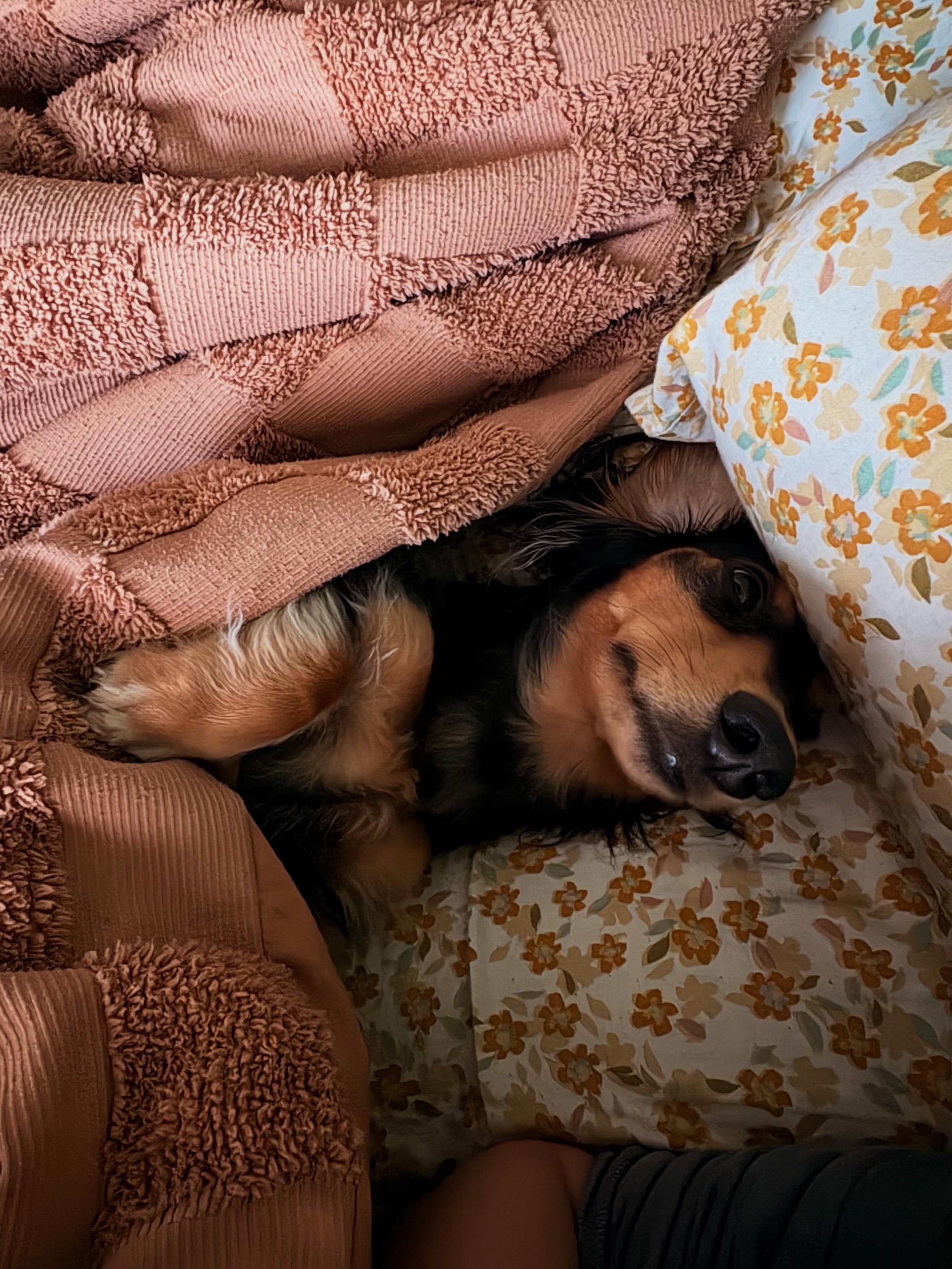 &ldquo;Is my dog allowed to sleep with you?&rdquo; 
Frankie: &ldquo;observe&rdquo; 😂
that&rsquo;s a yes 🤍