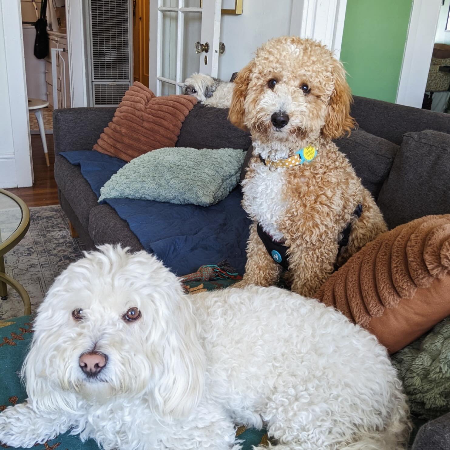 🐾 PSA from me while I&rsquo;m a little less than half way through my trip, @matty___forbes and @mandooooo have been making this a dream!!! I&rsquo;m so proud and happy that I can get some rest while things run without missing a beat! I&rsquo;ve been