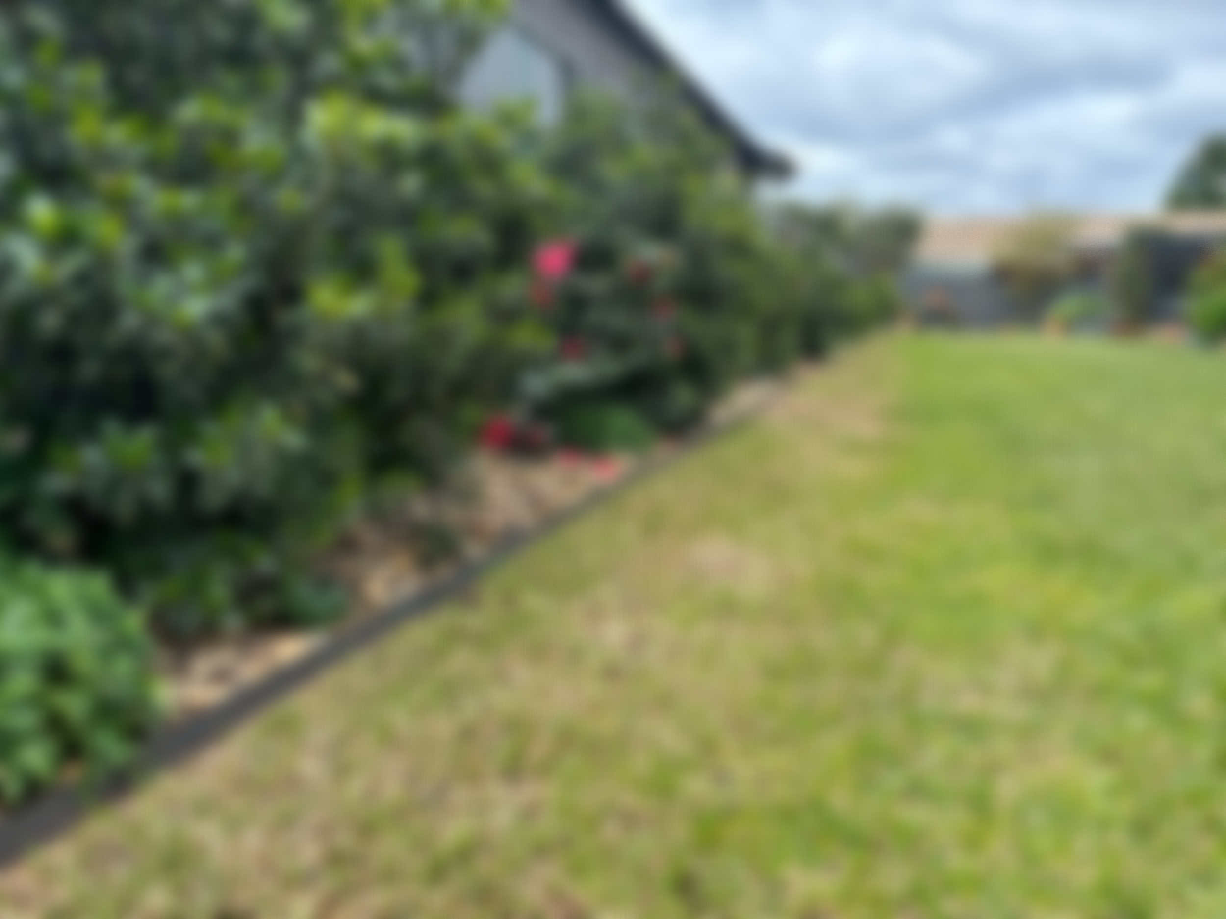 Blurred image of a backyard garden with green grass, a garden bed with plants, and a wooden fence in the background.