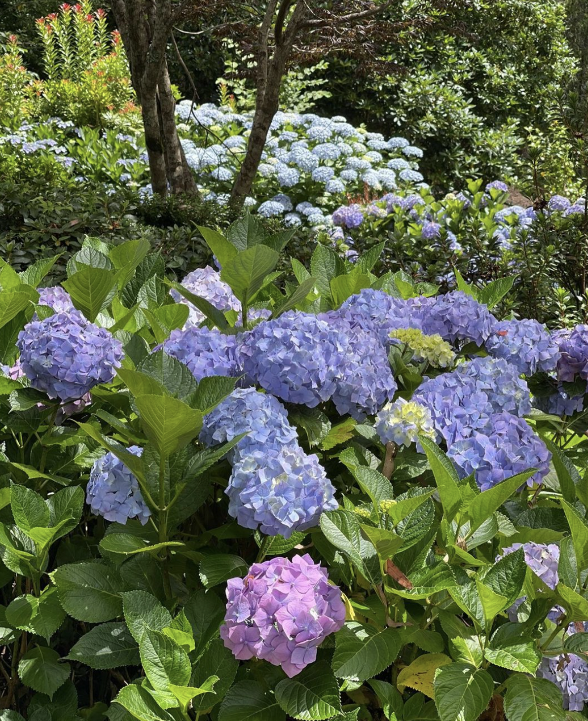 Screen Shot 2024-01-29 at 4.53.49 pm.png