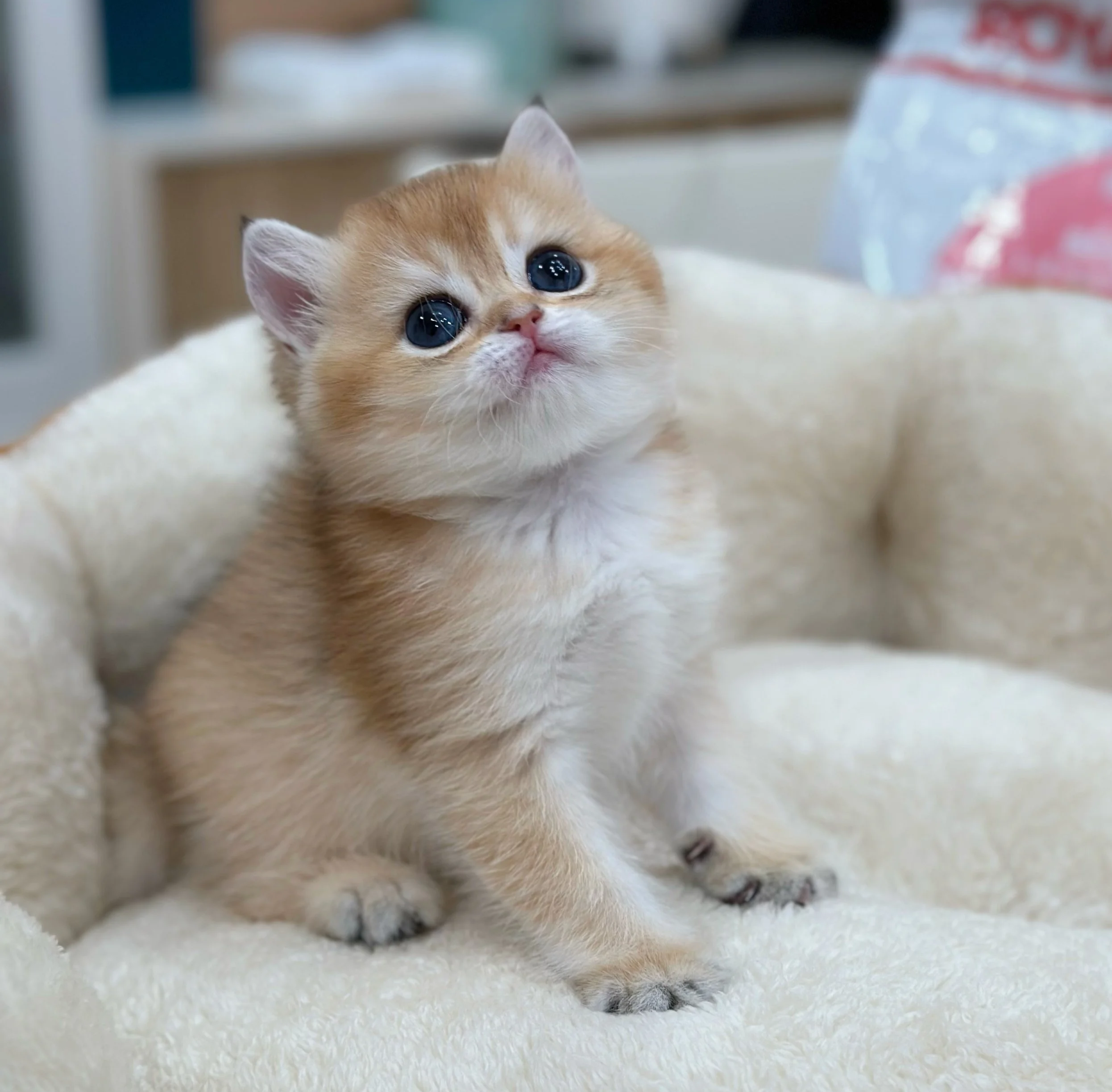 Close-up of an adorable orange kitten with big blue eyes lying on a soft white surface.