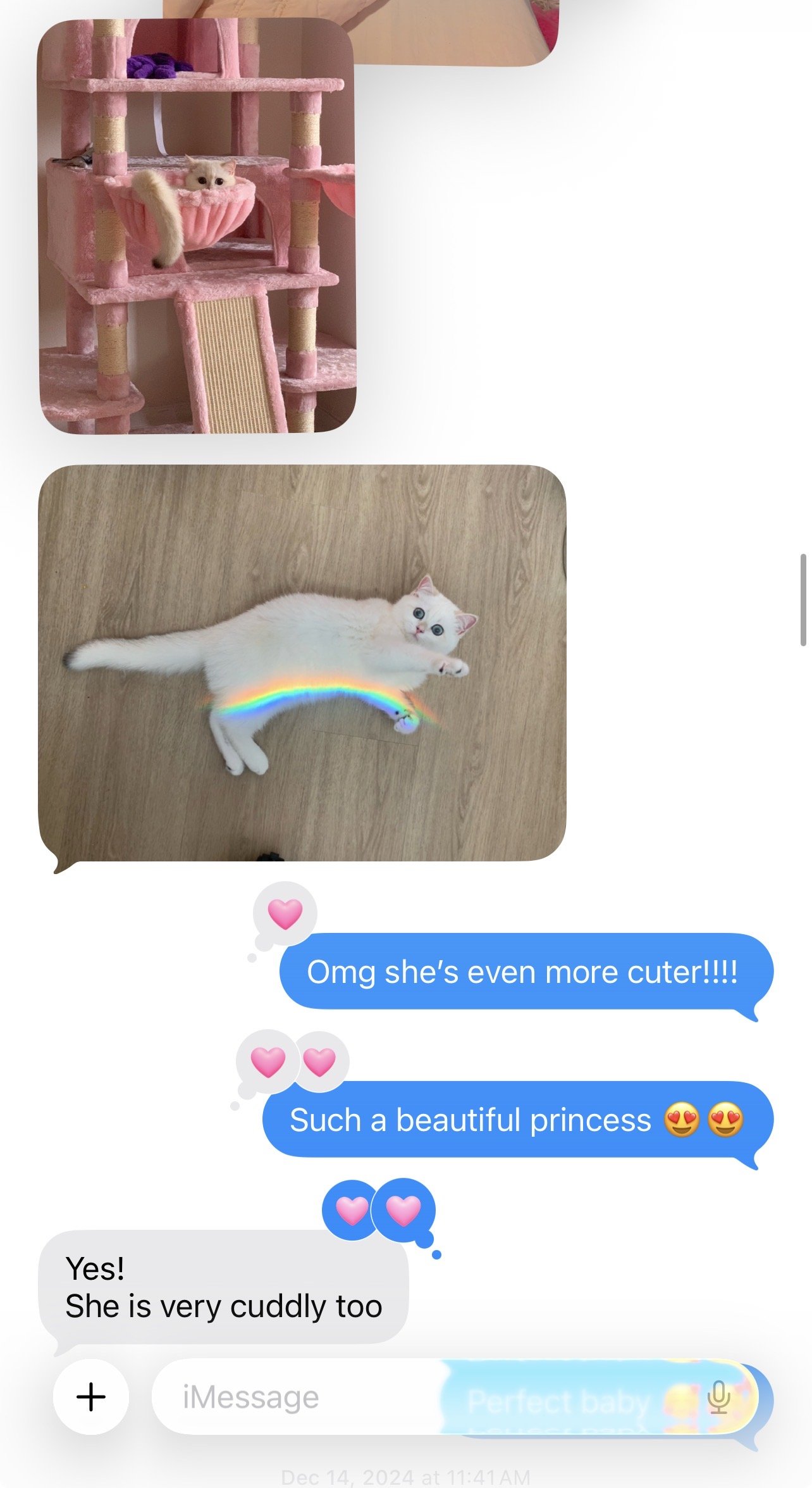 Arctic Cattery family message about their British Shorthair