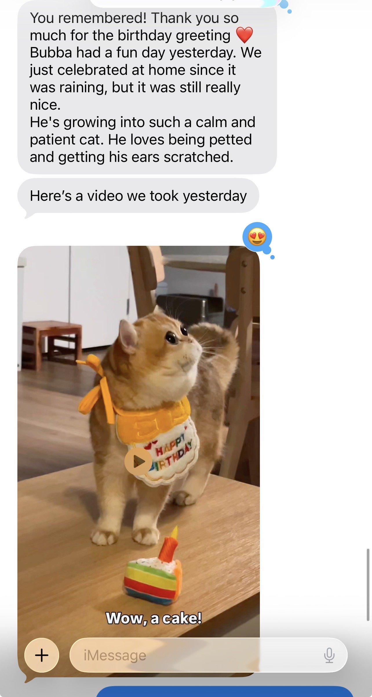 Real review from an Arctic Cattery British Shorthair owner
