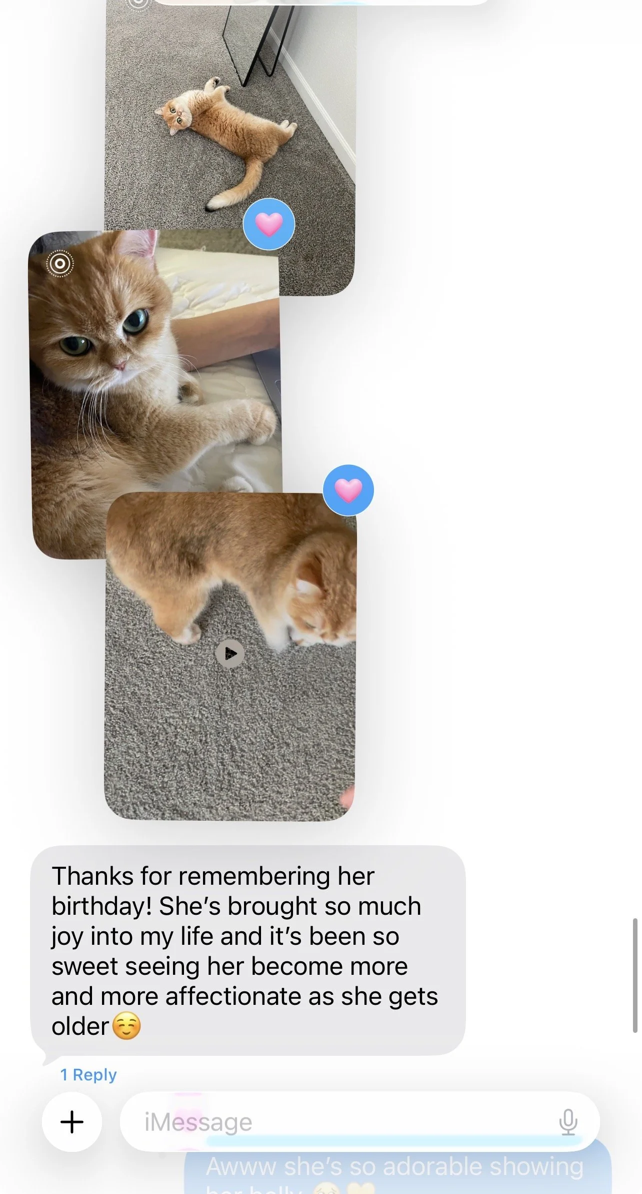 Arctic Cattery parent update about their new kitten