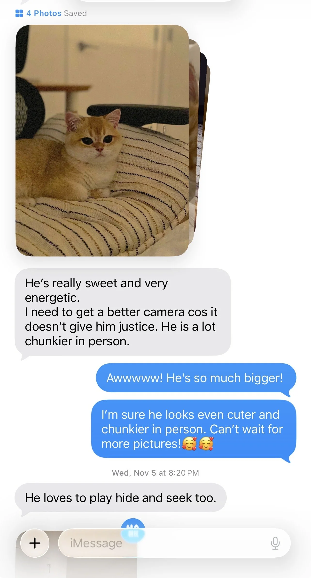 Arctic Cattery customer testimonial about their kitten