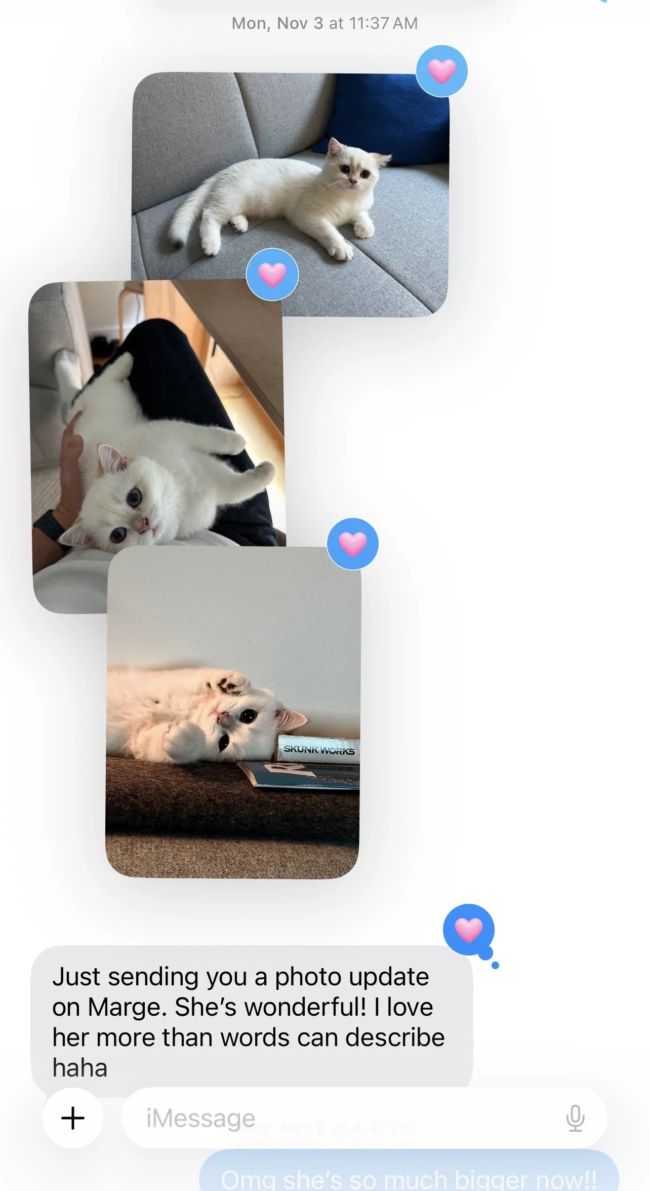 Happy home update from an Arctic Cattery customer