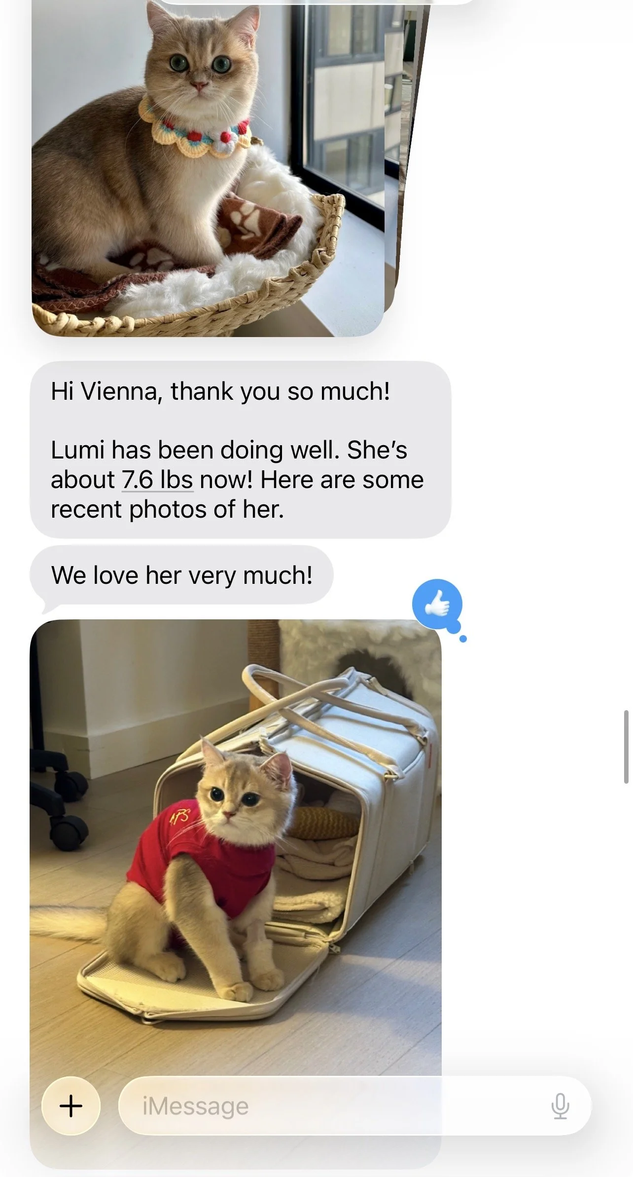 Kitten family testimonial for Arctic Cattery