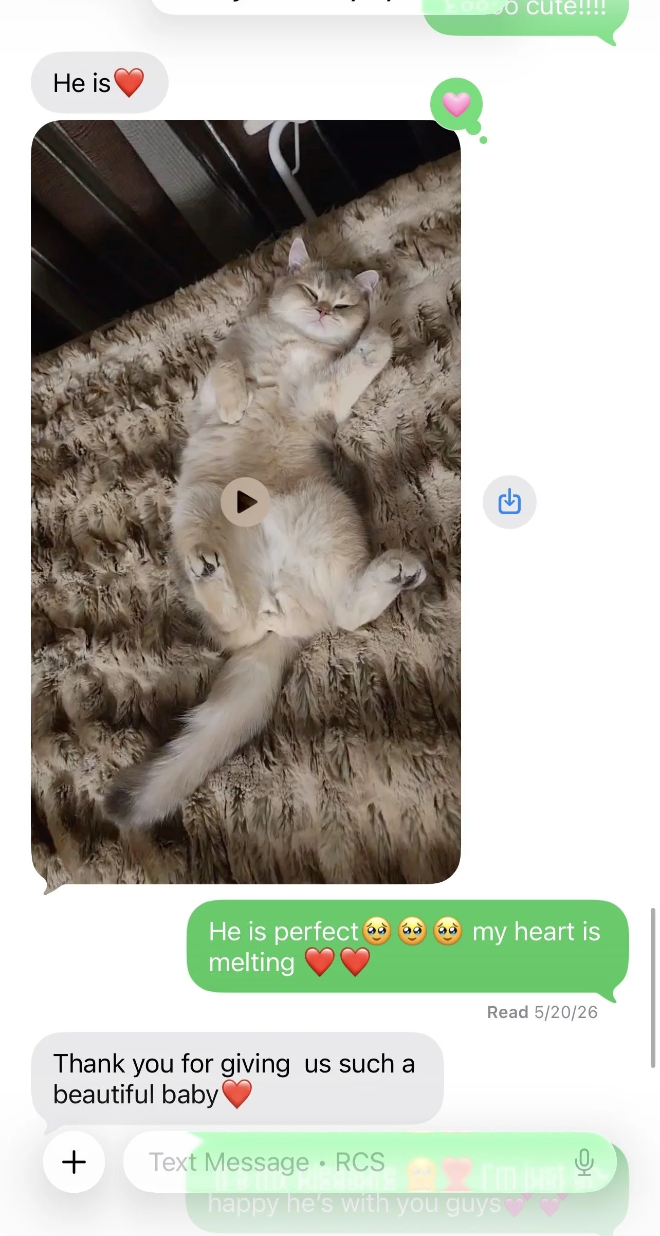 Arctic Cattery parent review with kitten home update