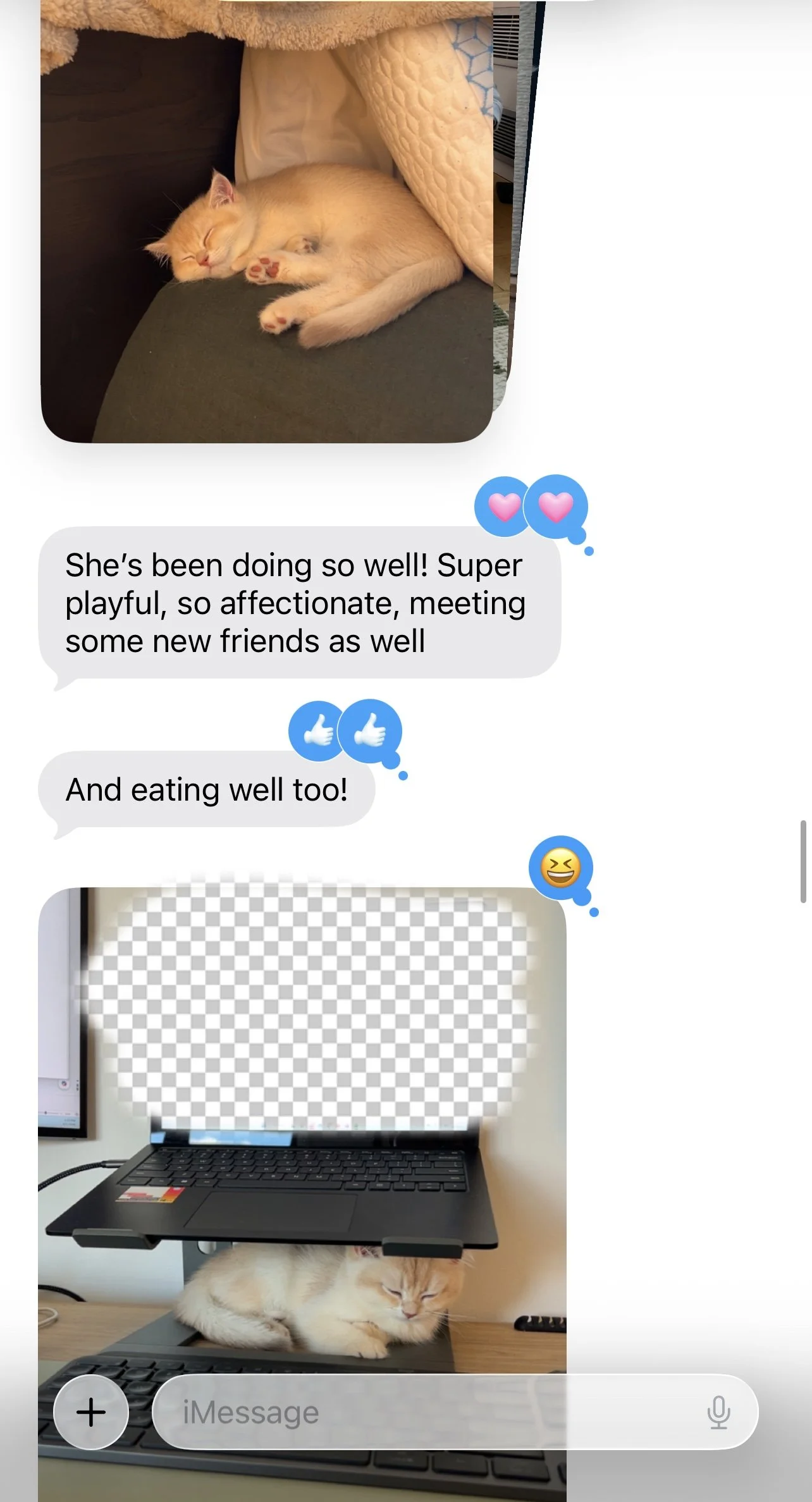Arctic Cattery kitten owner feedback and update
