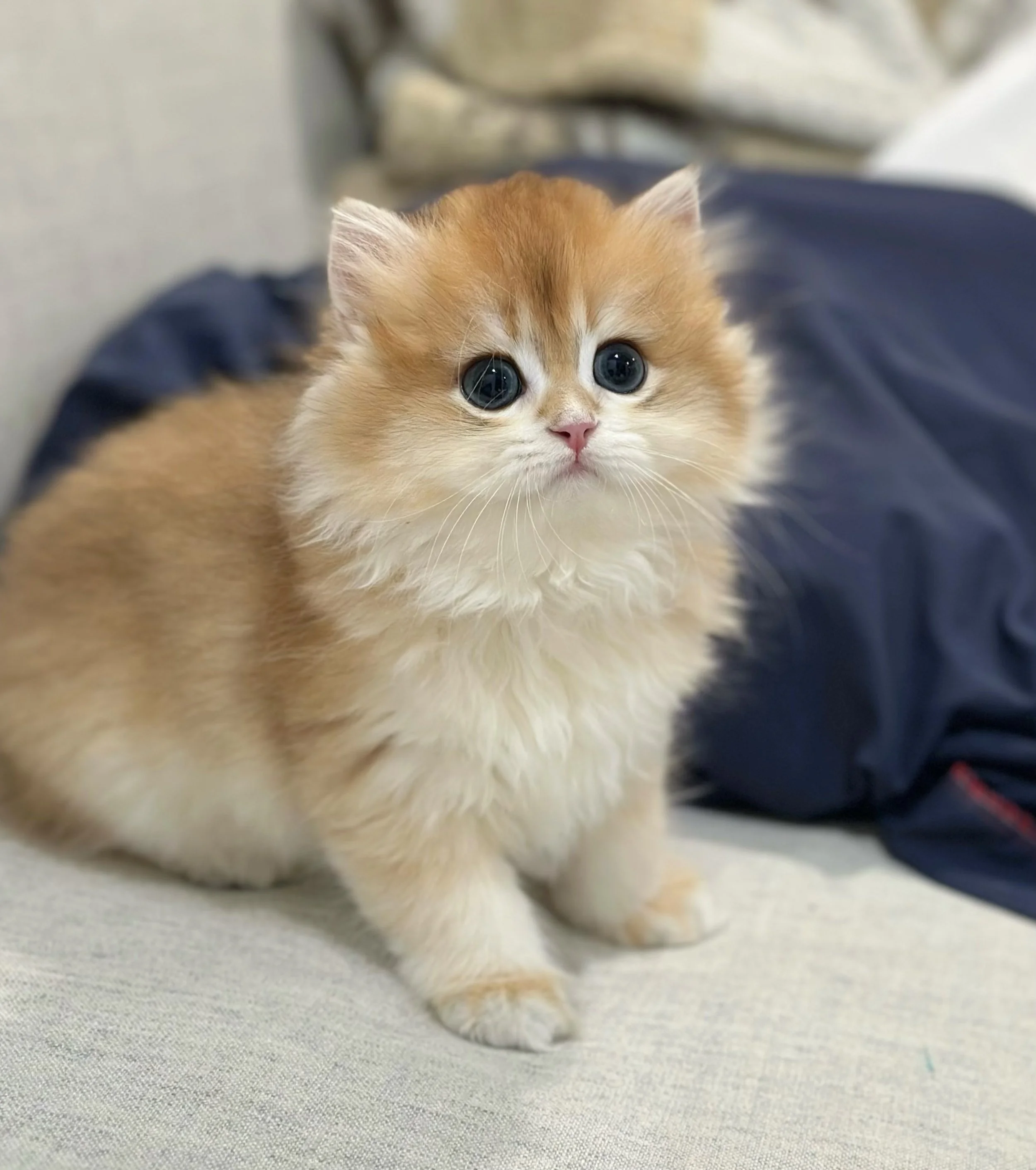 Close-up of a small, fluffy orange kitten with large blue eyes, lying on a gray fabric surface.