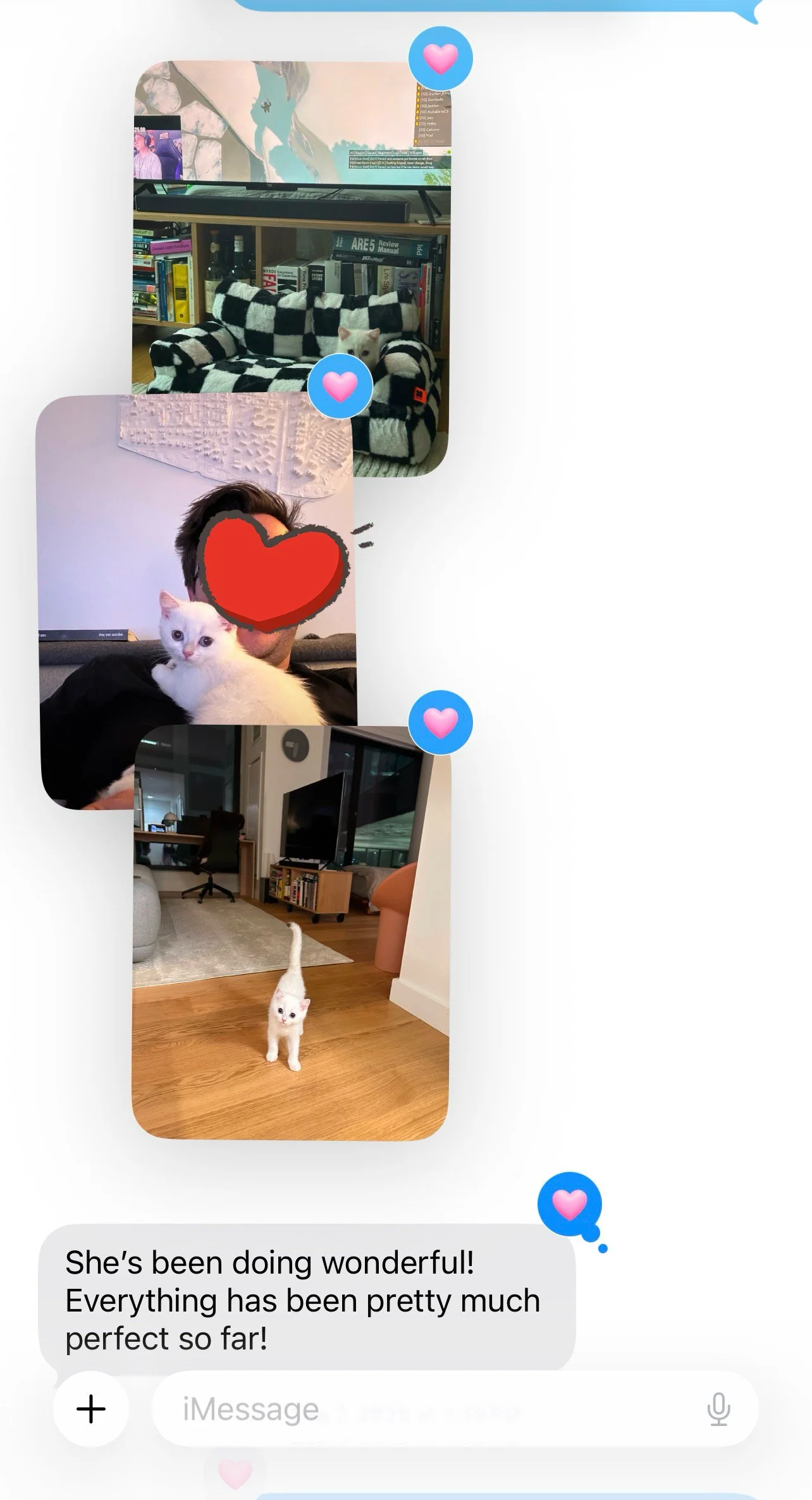 Arctic Cattery kitten parent update and feedback