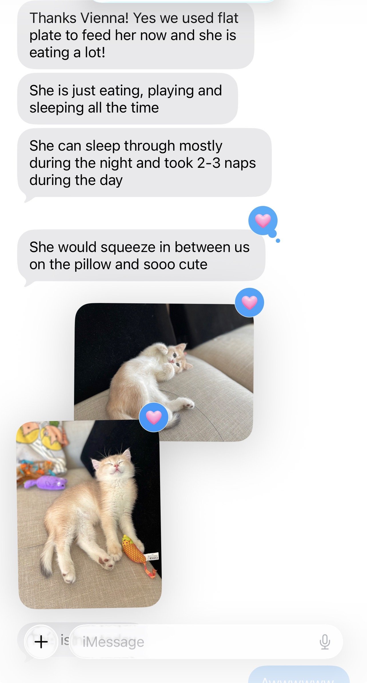 Arctic Cattery review from a happy kitten owner