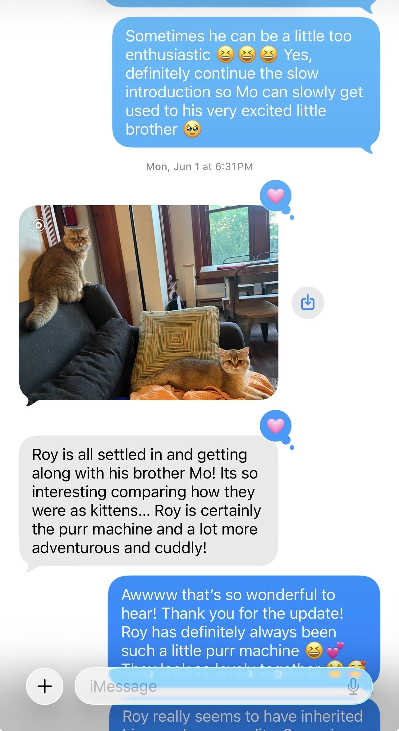 Parent review for an Arctic Cattery British Shorthair kitten