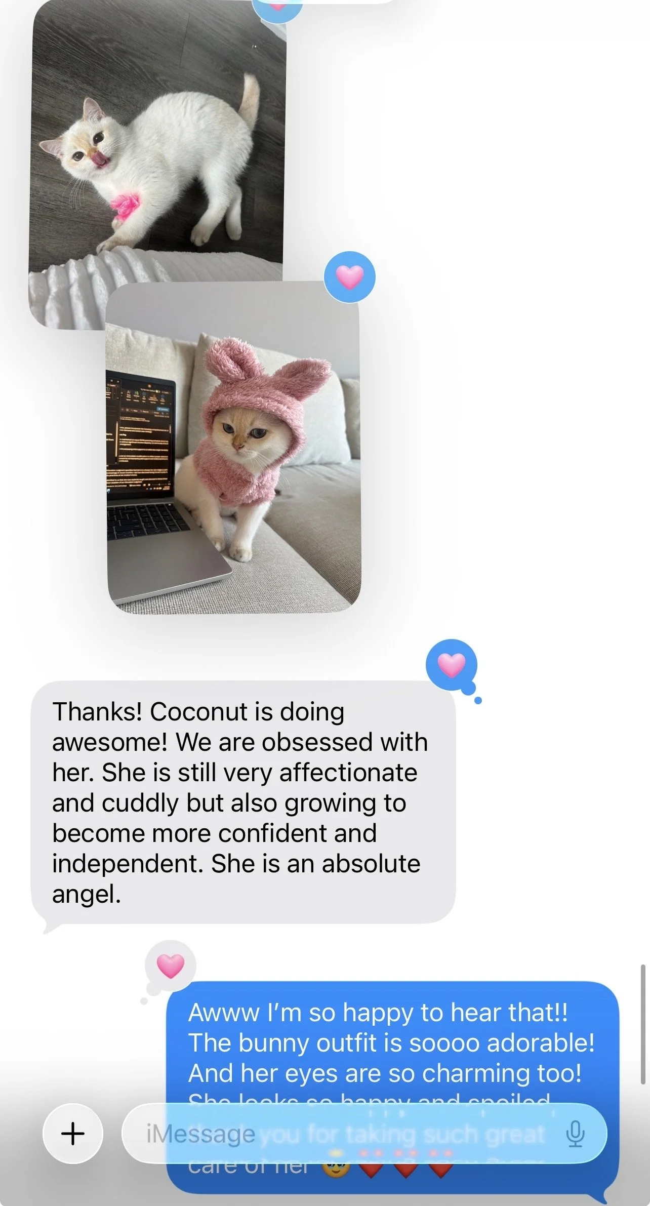 Arctic Cattery parent review from a British Shorthair kitten family