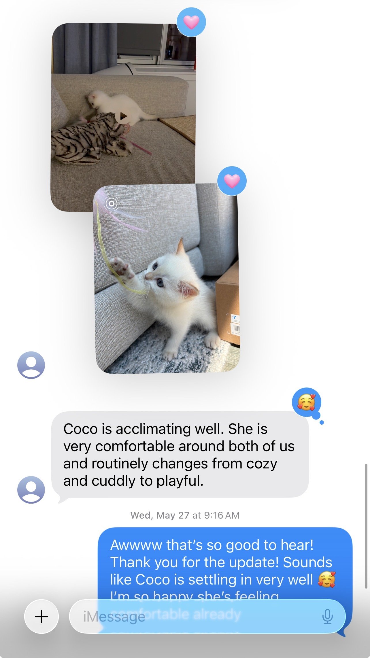Arctic Cattery customer feedback about their British Shorthair kitten family