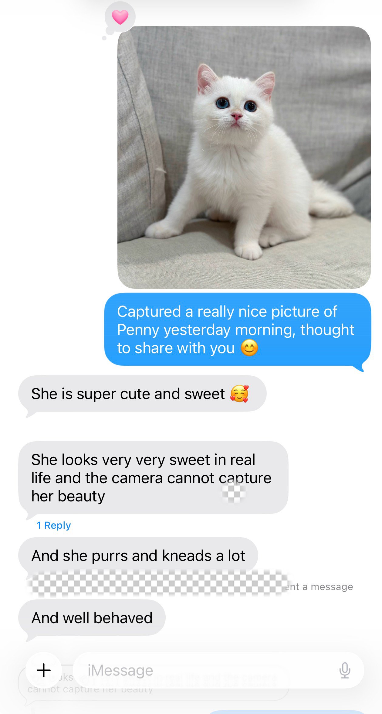 Kitten owner update from an Arctic Cattery Parent
