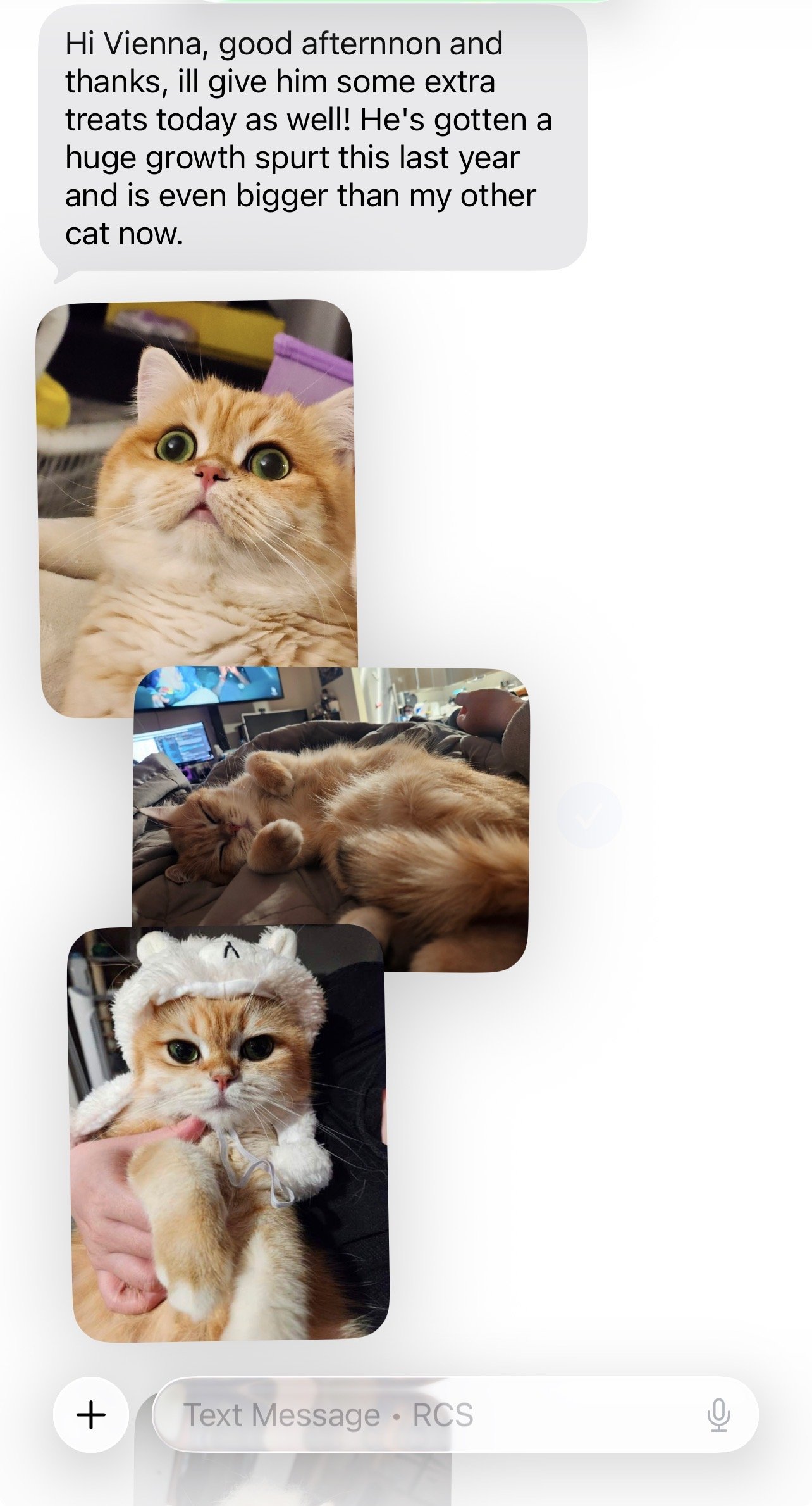 Happy British Shorthair family review from Arctic Cattery