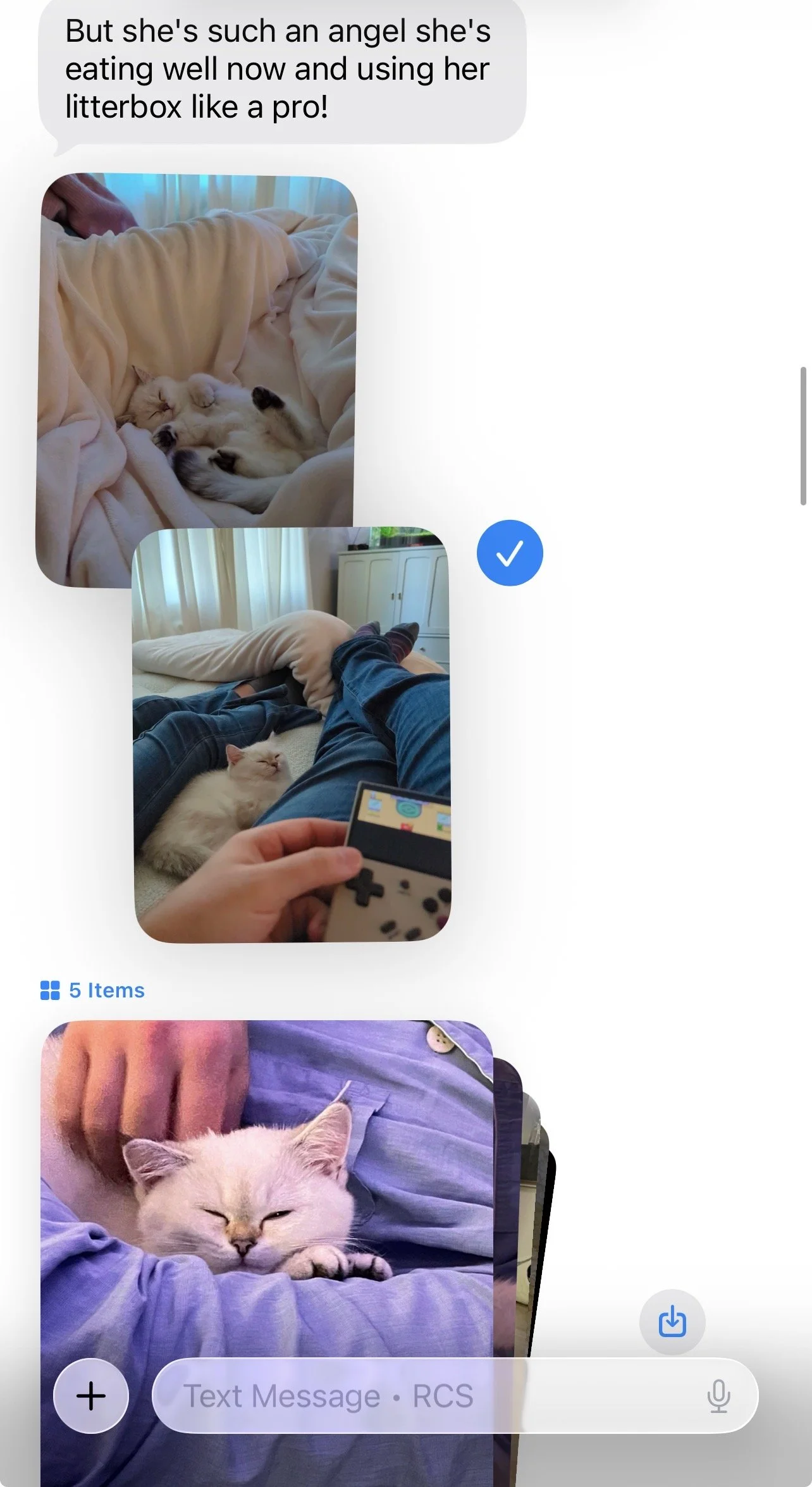 Happy Arctic Cattery family sharing a kitten update