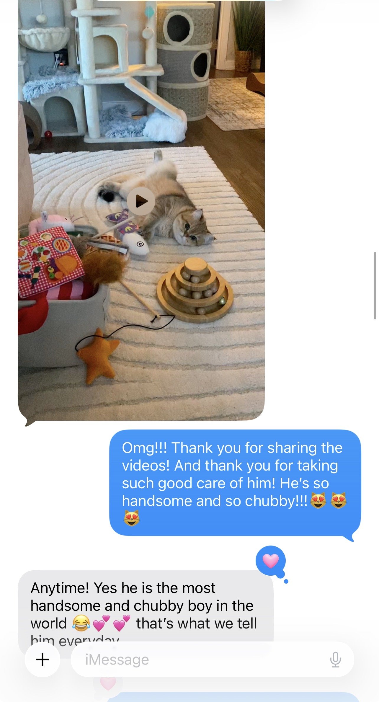 Real family feedback for Arctic Cattery British Shorthair parent
