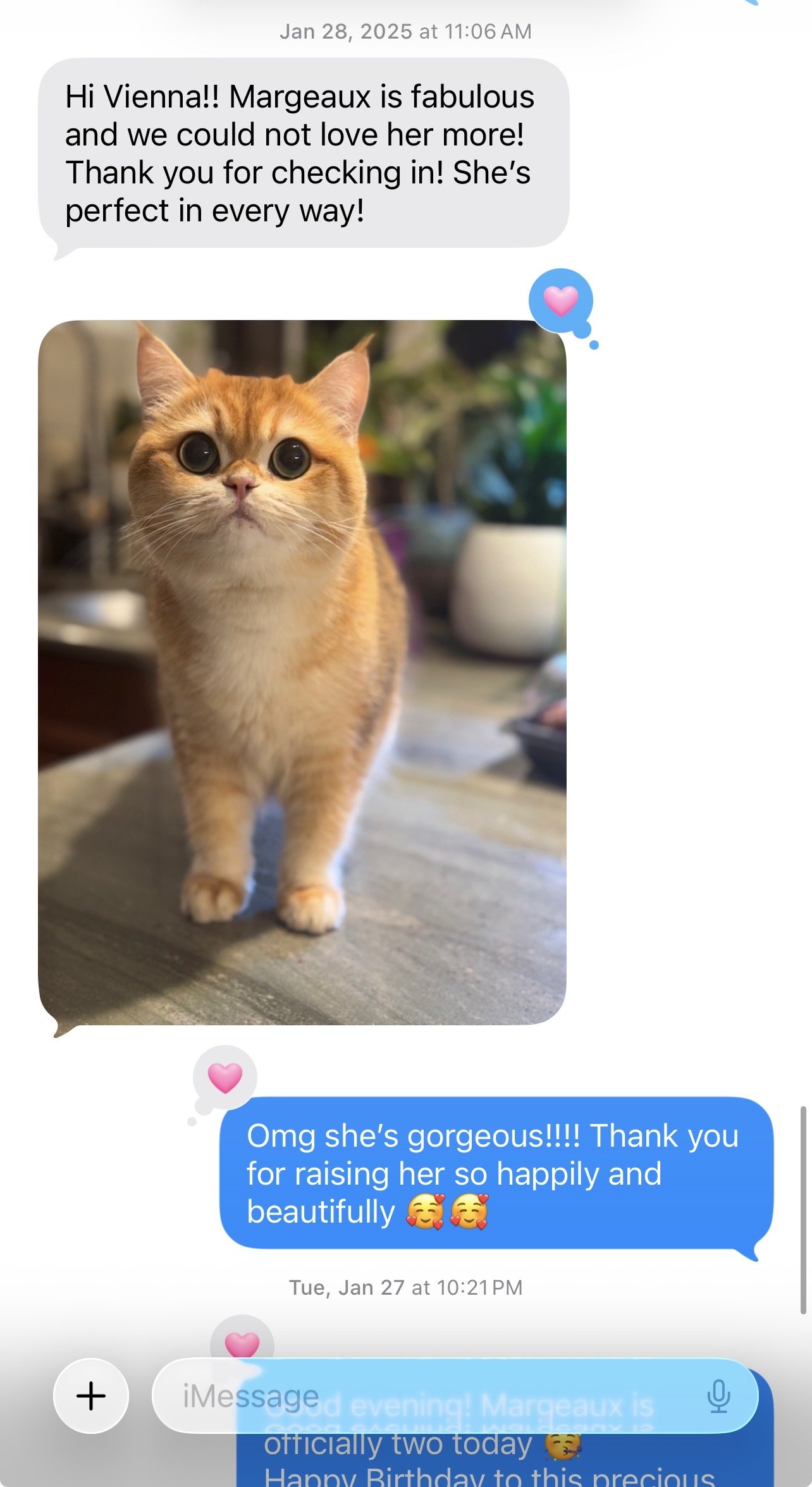 Arctic Cattery kitten family review and update