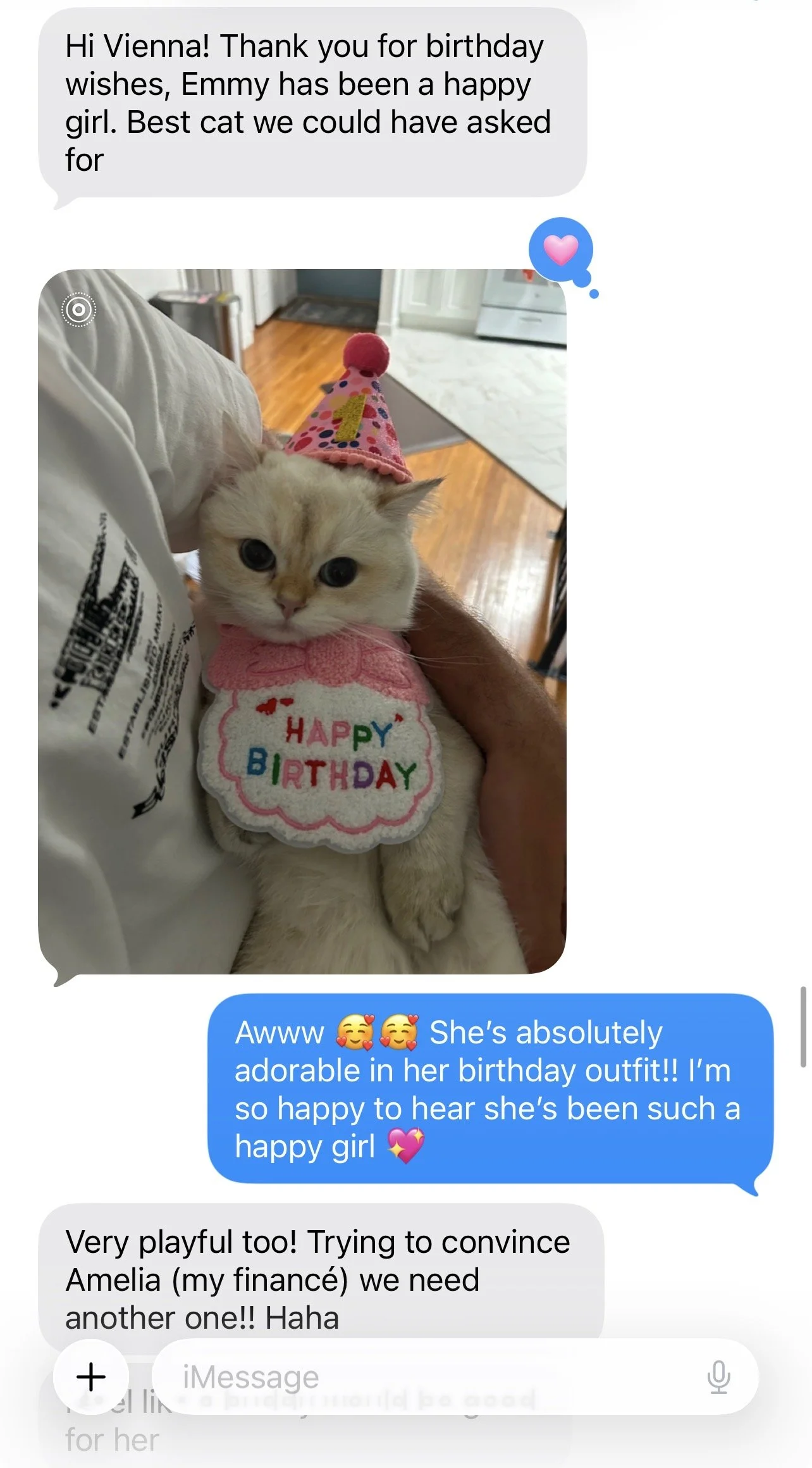 Family update after bringing home an Arctic Cattery kitten