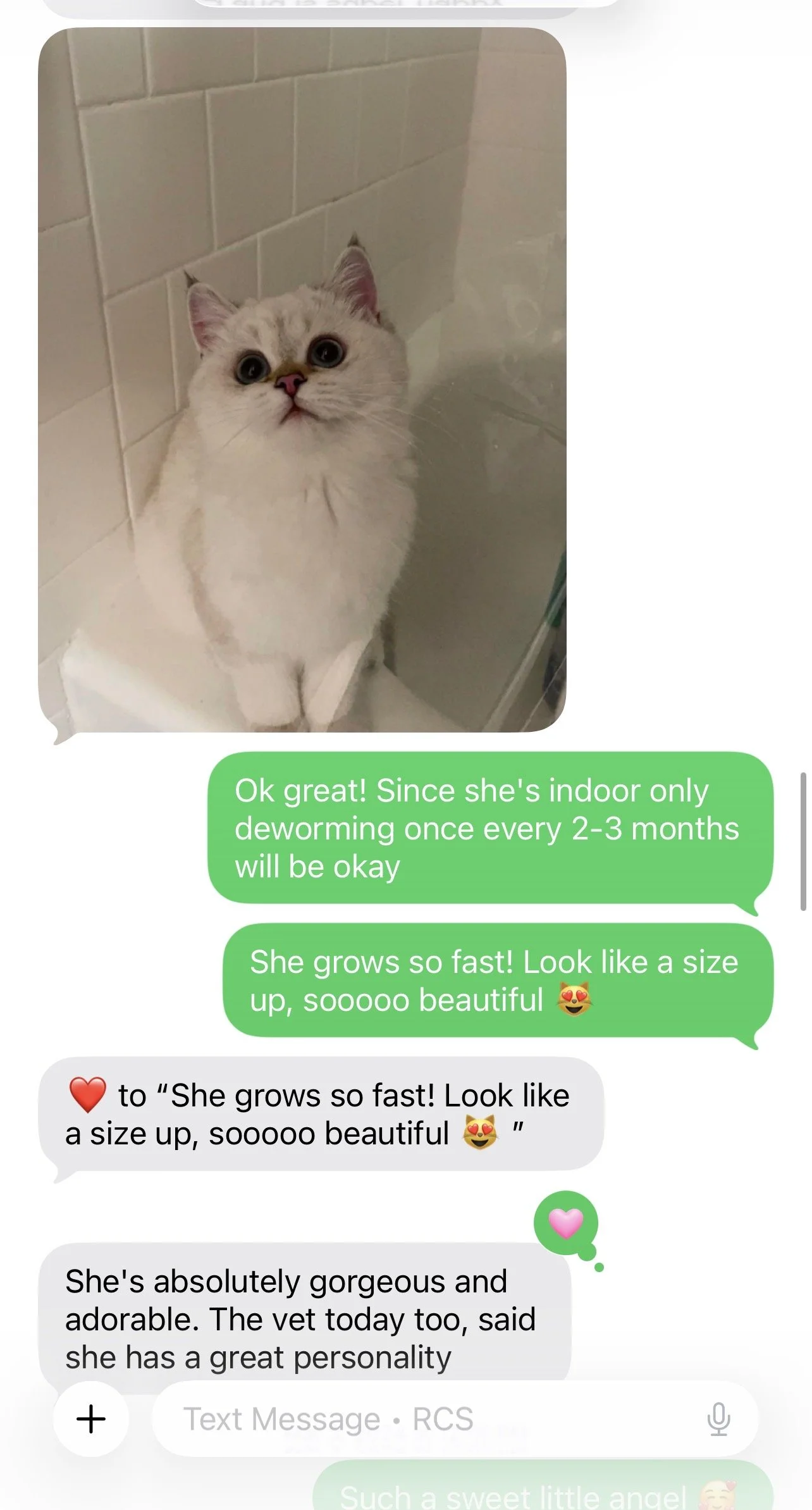 British Shorthair owner review for Arctic Cattery