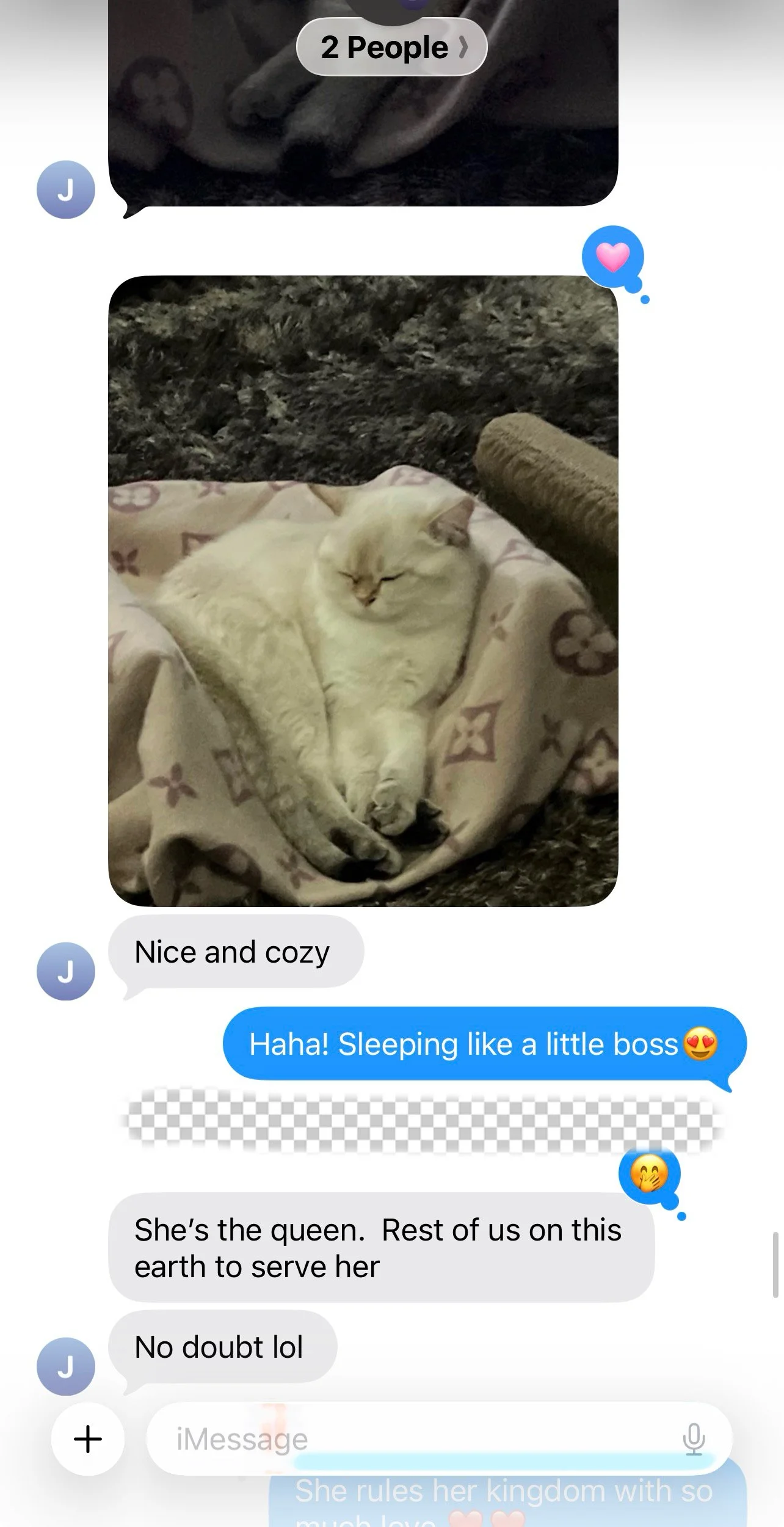 Arctic Cattery parent sharing their kitten’s home update