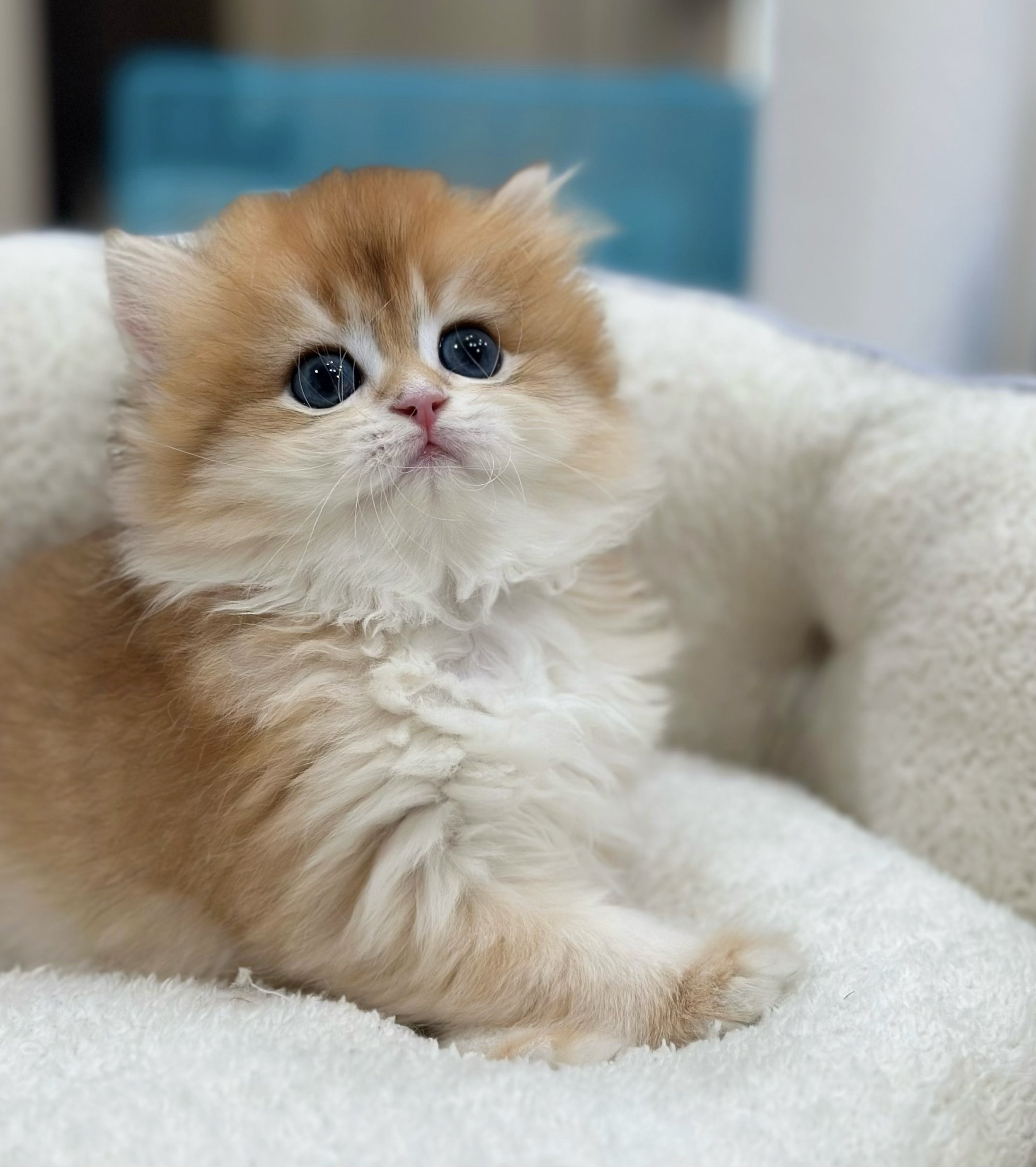 Close-up of a fluffy, orange and white kitten with large blue eyes, lying on a white surface.