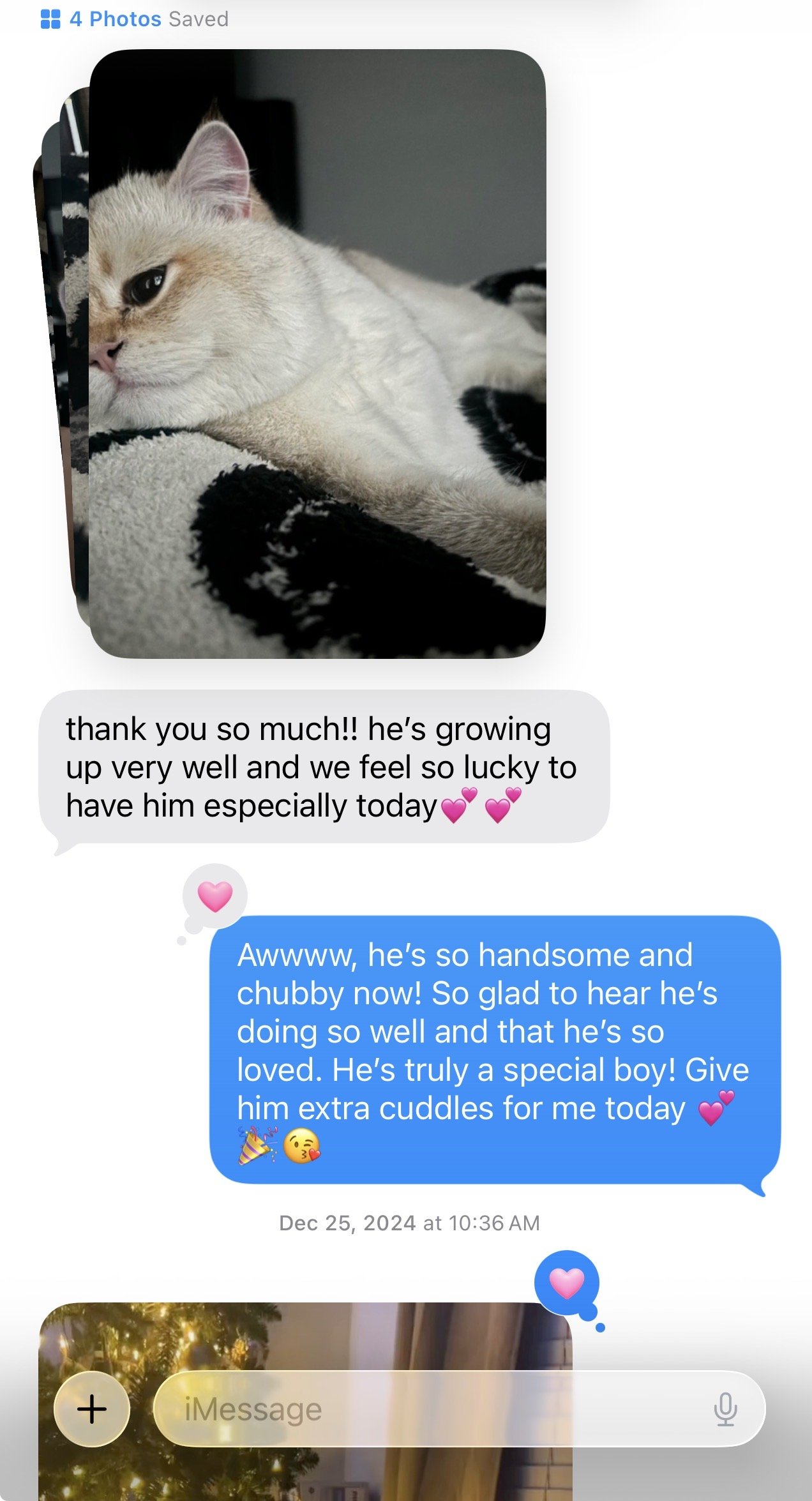 Happy customer message from an Arctic Cattery kitten parent