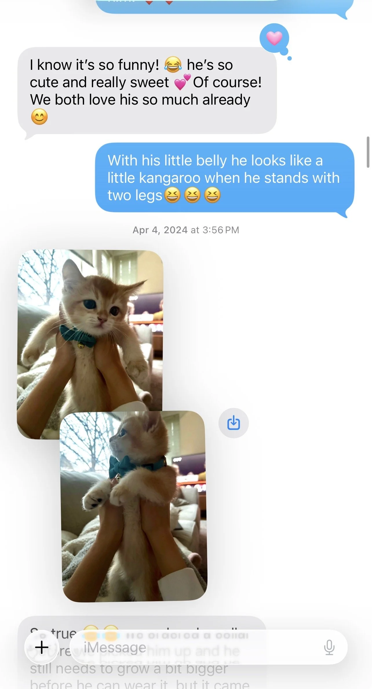 Arctic Cattery British Shorthair family testimonial