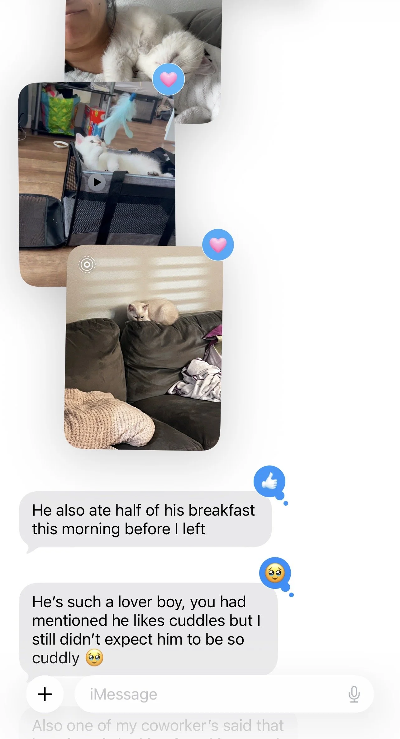 British Shorthair kitten feedback from an Arctic Cattery family