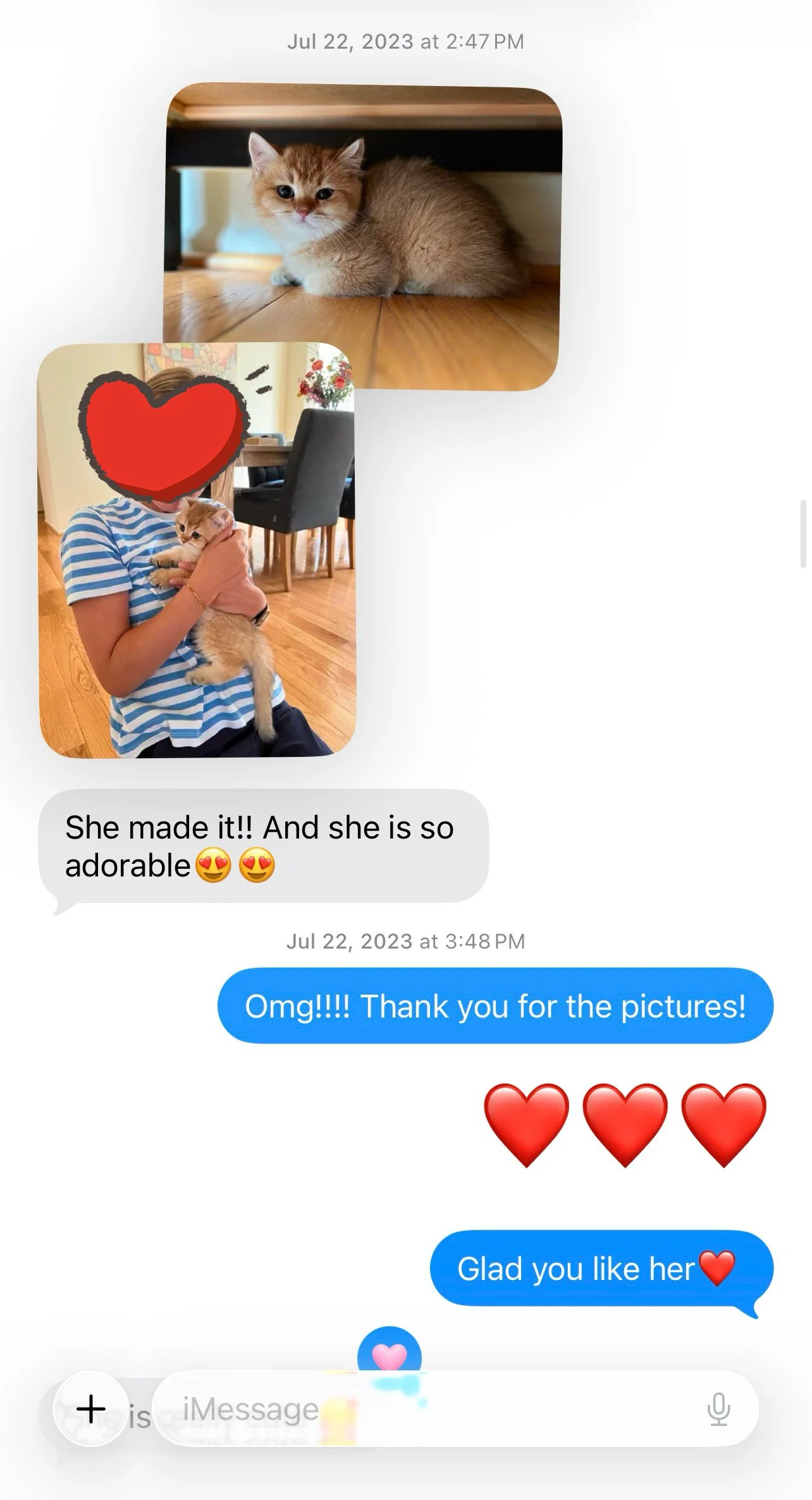 Positive kitten update from an Arctic Cattery customer