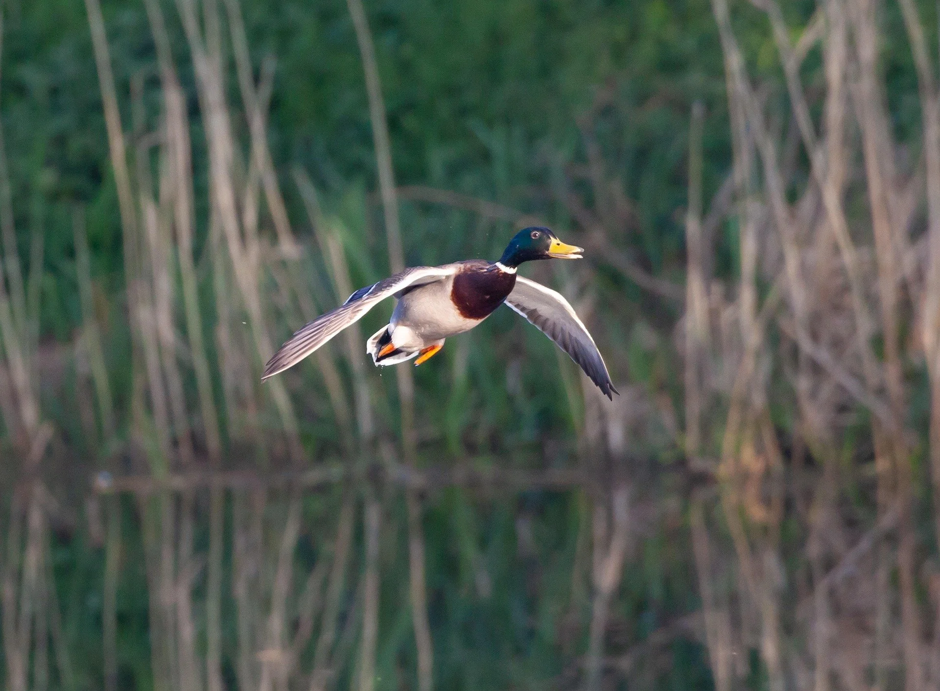 The Causal Promise of Decision Intelligence for Wildlife Management