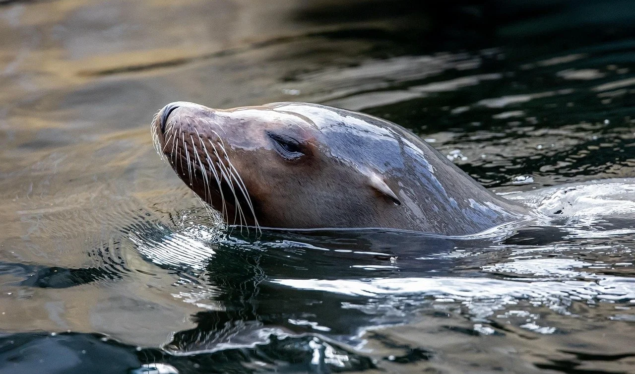 Pinniped Culling, Salmon Recovery, and the Case for Causal Discovery