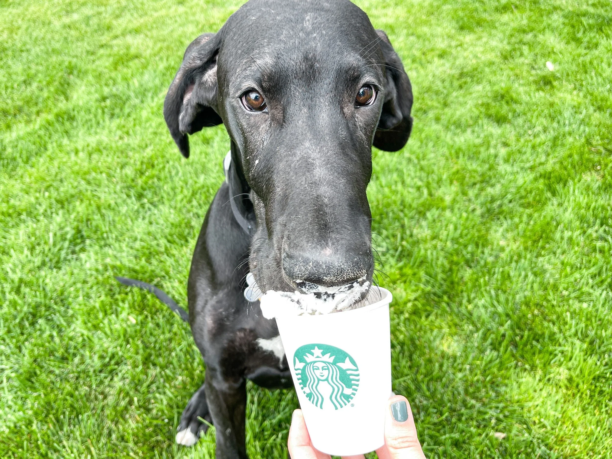 starbucks-puppuccino-secret-menu-2022.jpg