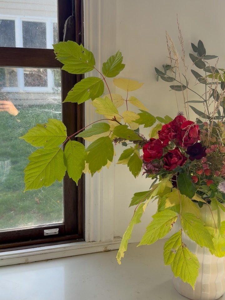 The morning light today was 🤌🌞🍁💛