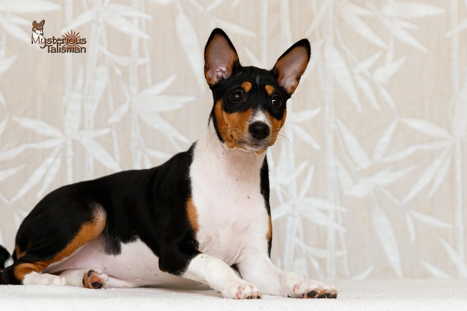 Tequila 3-3-2023 e.jpg