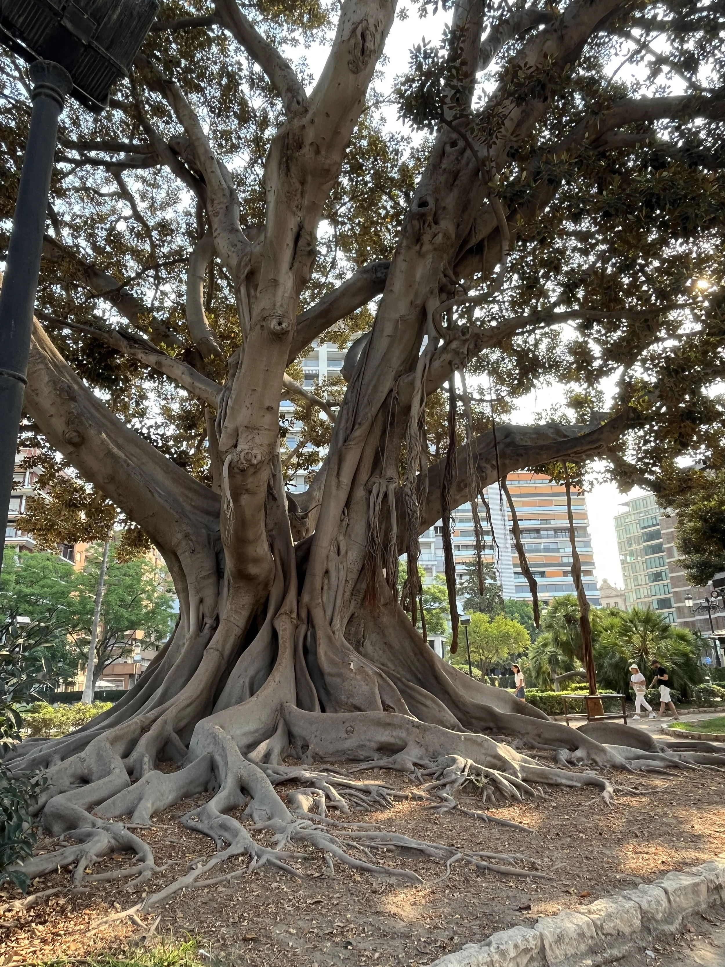 Why am I obsessed with Banyan Trees?