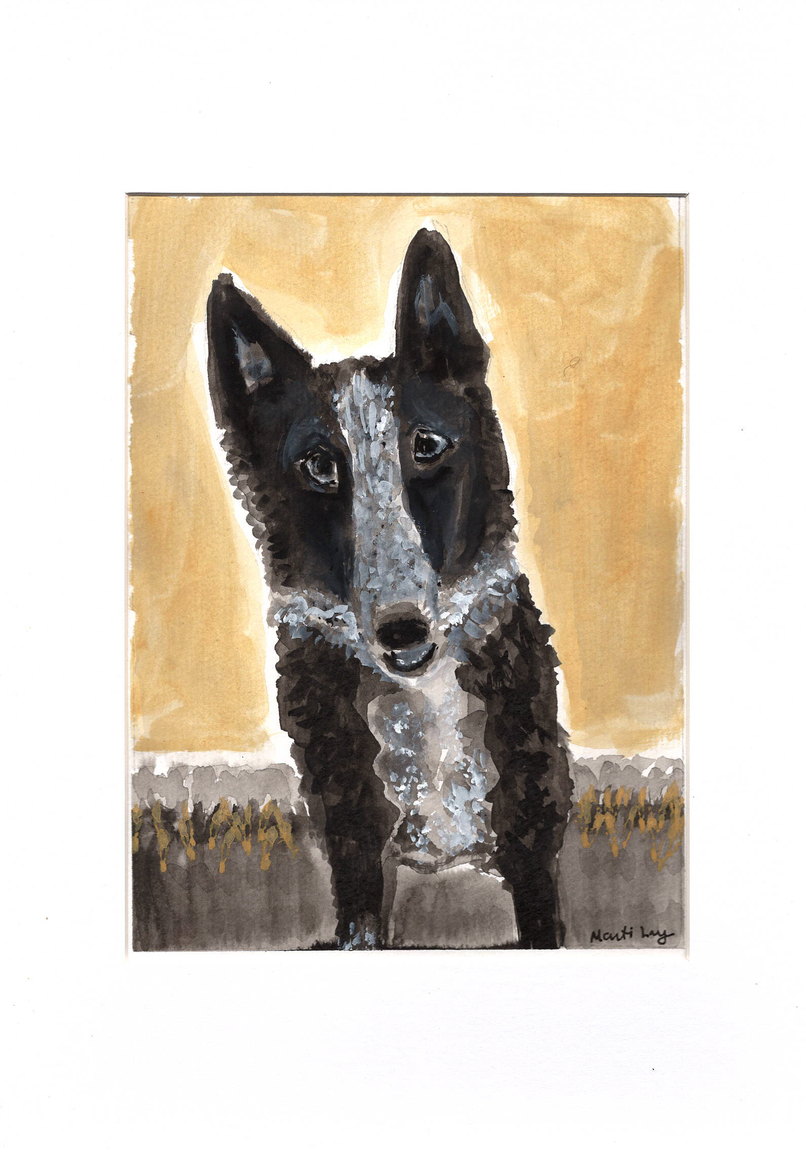 Border Collie Dog