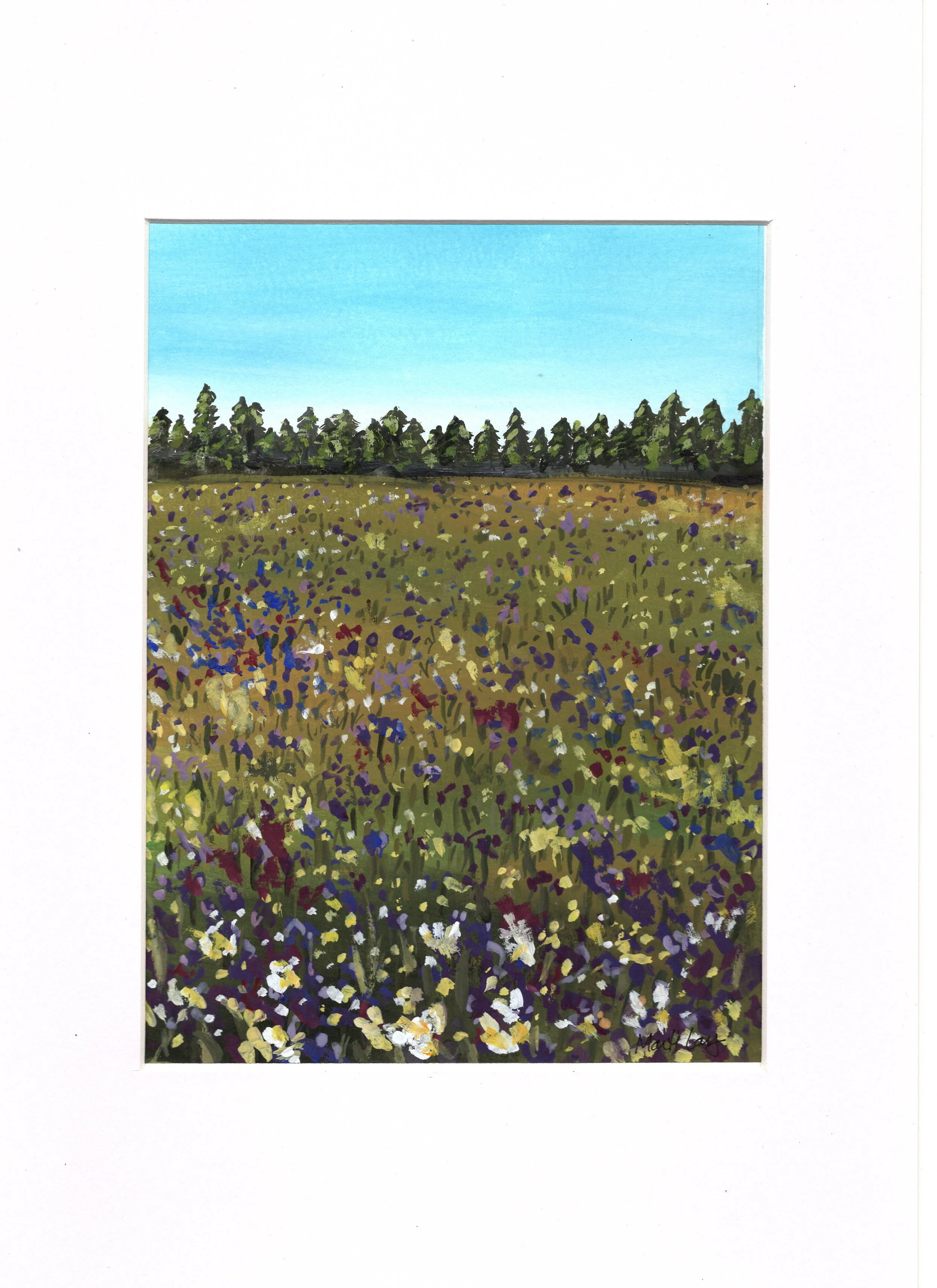 daisy field SM 1.jpeg
