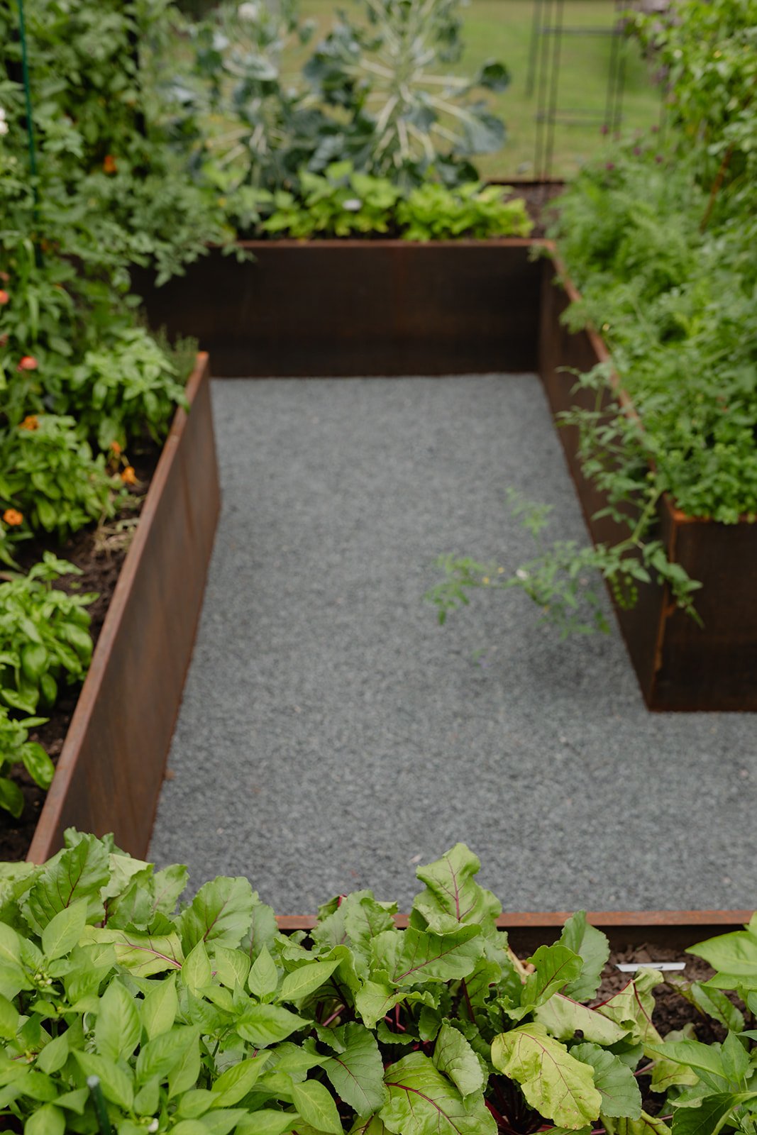 Gray granite pathway winding between densely planted corten steel raised beds filled with basil, beets, herbs, and vegetables.