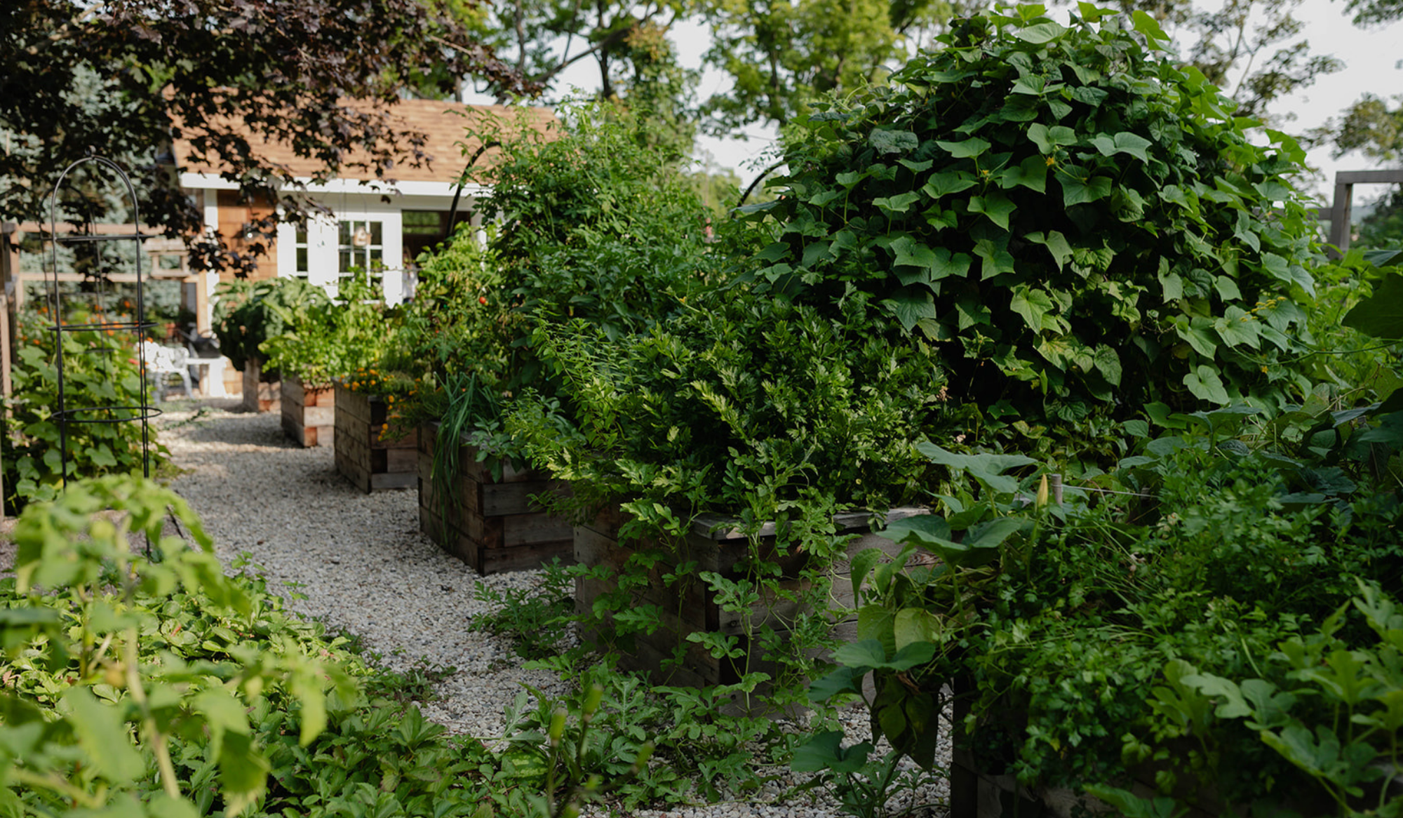 Gravel pathway winding through lush cedar raised beds overflowing with vegetables, herbs, and climbing plants.