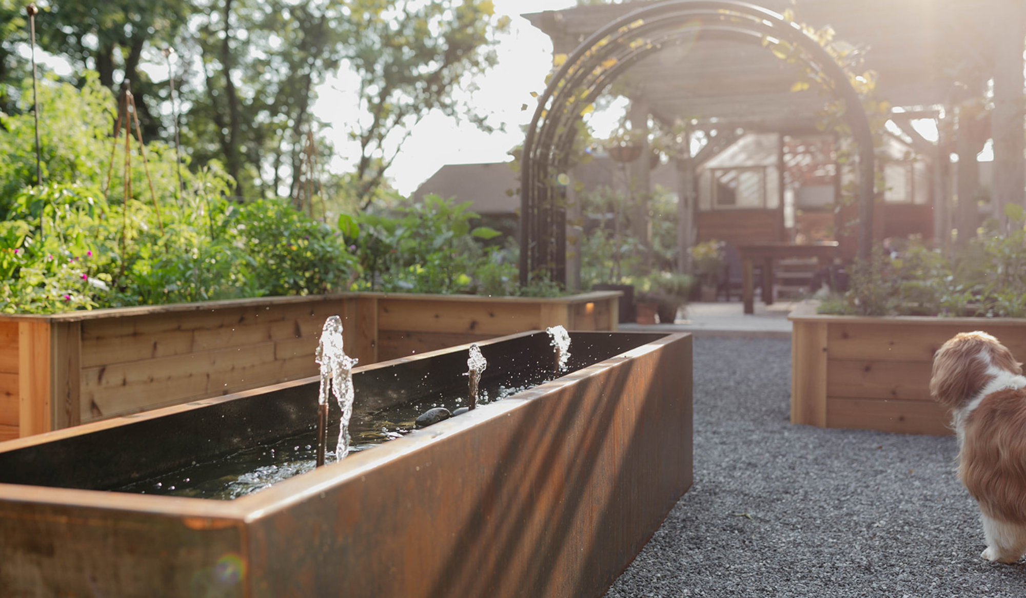 Close-up of the custom corten steel water feature with three bubbling fountains, surrounded by raised garden beds and arch trellises, with a dog beside the fountain.